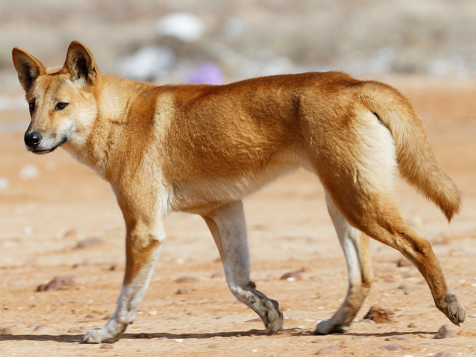 What is a Dingo, exactly? For decades scientists have puzzled over the