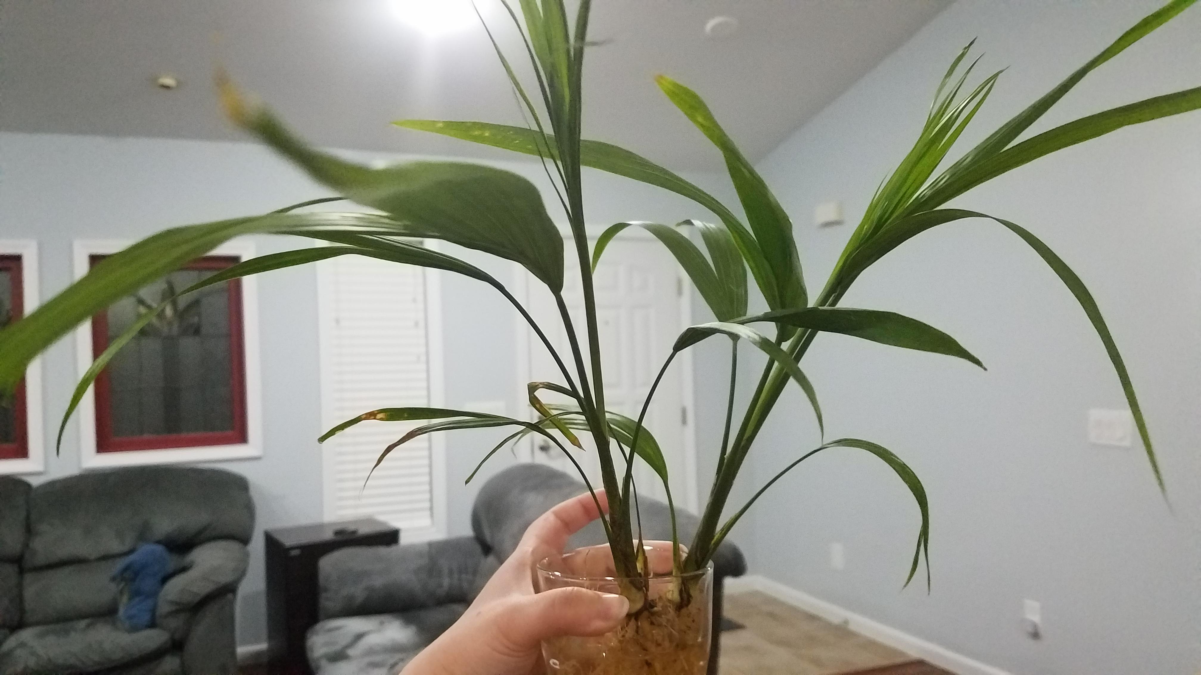 Any idea what kind of low light indoor palm I have? r/PlantIdentification