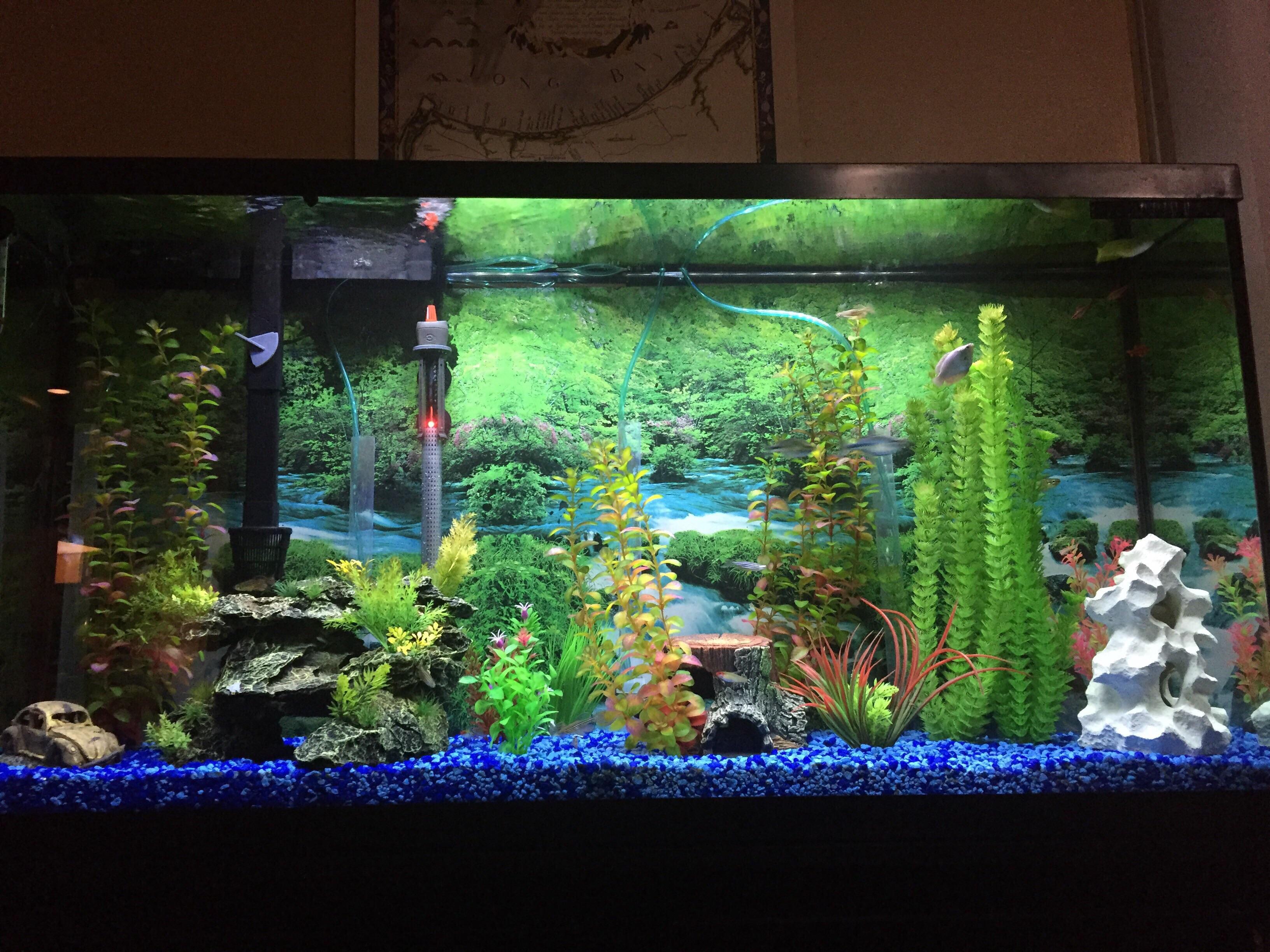 My 60 gallon community tank is thriving r/Aquariums