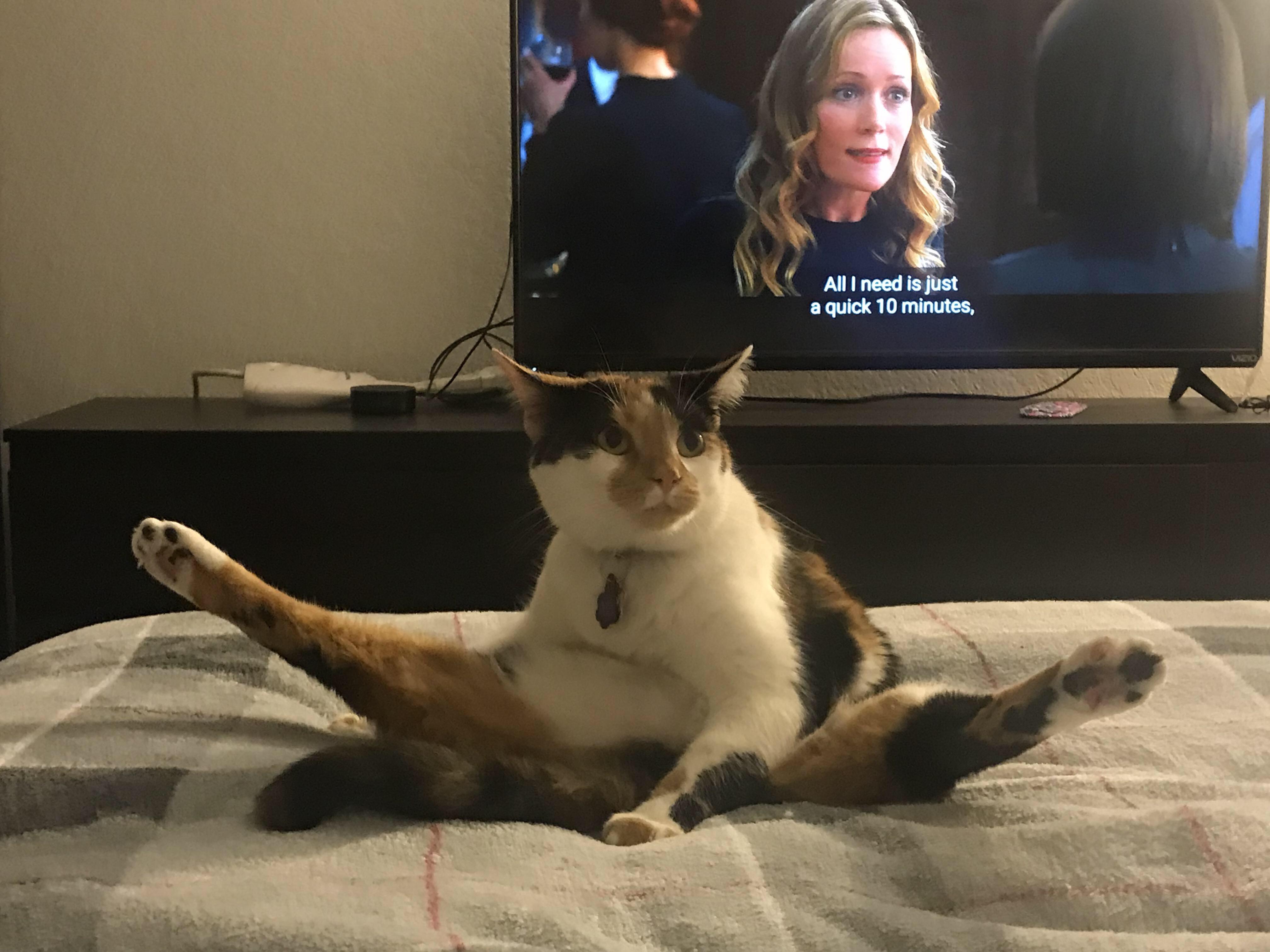 PsBattle Cat doing the splits