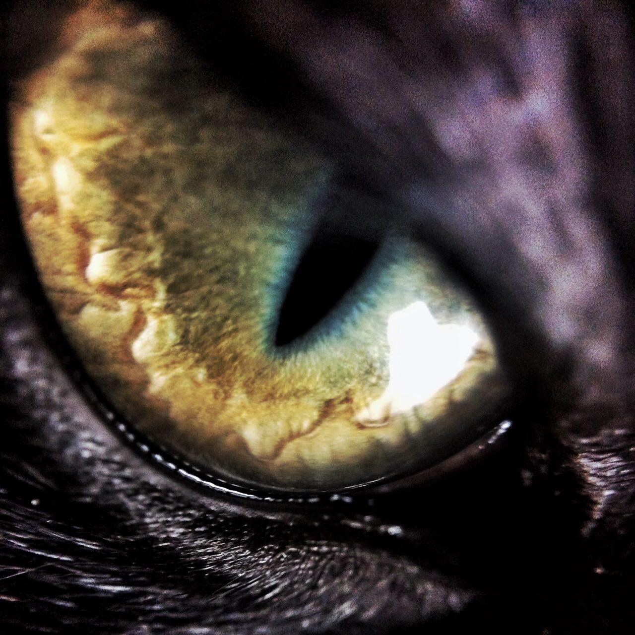 My black cat’s eye..super upclose r/aww