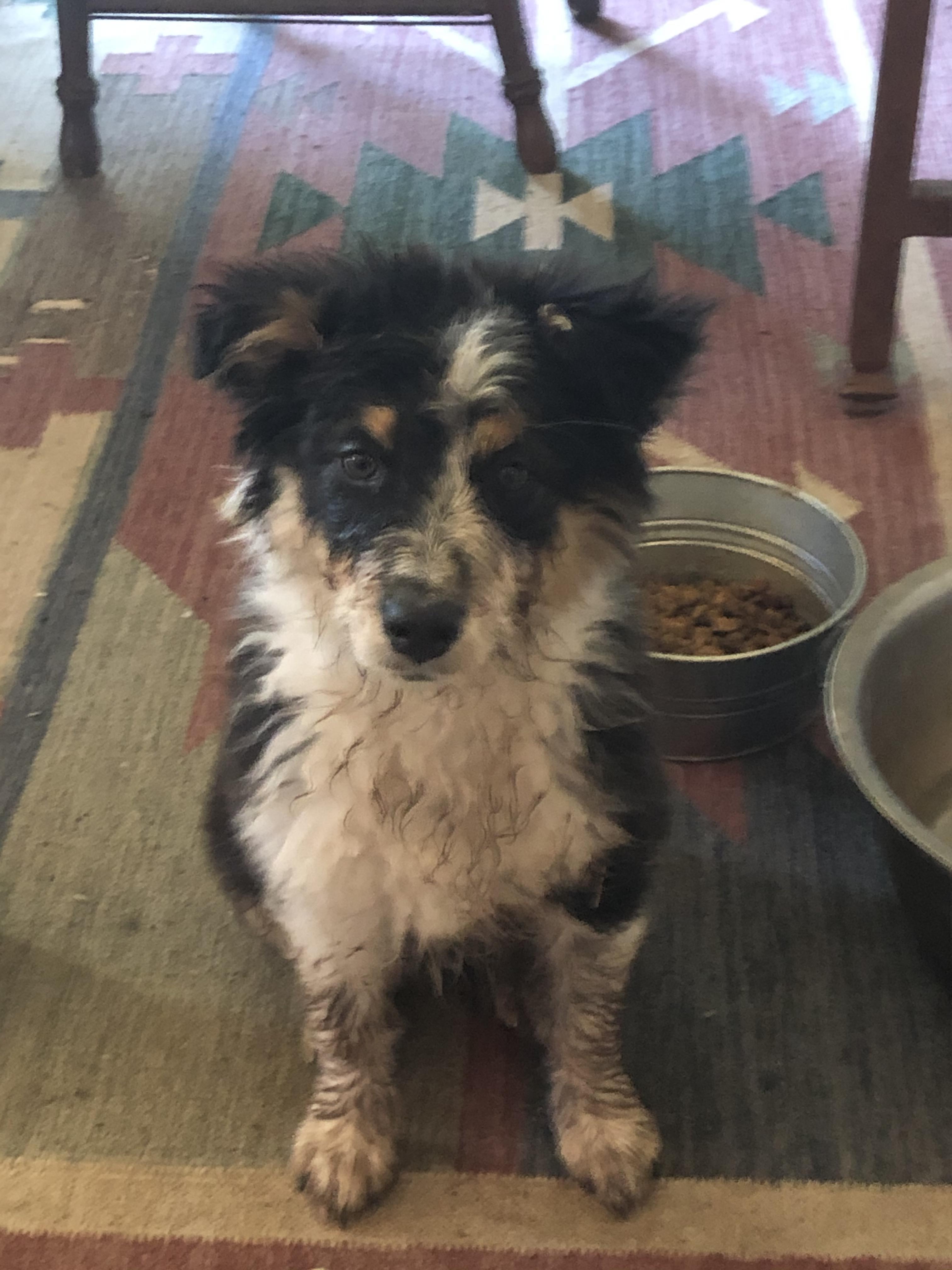 I like mud. I like water. And I like muddy water. Oreo. r