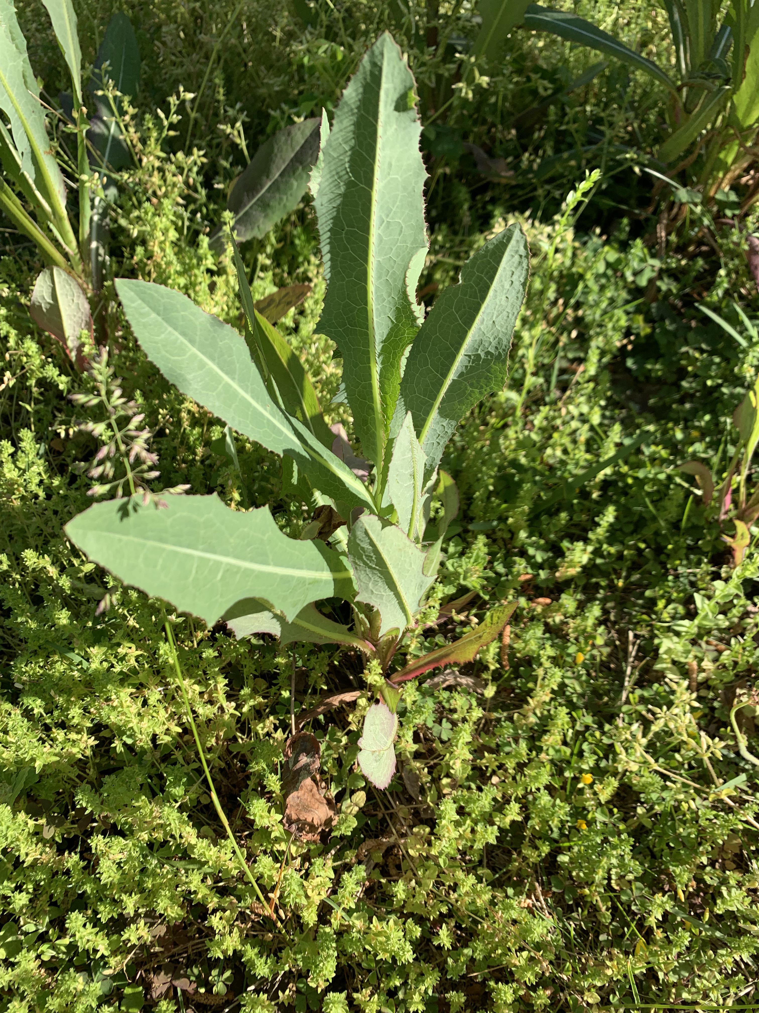 What are these plants growing in my yard? r/PlantIdentification