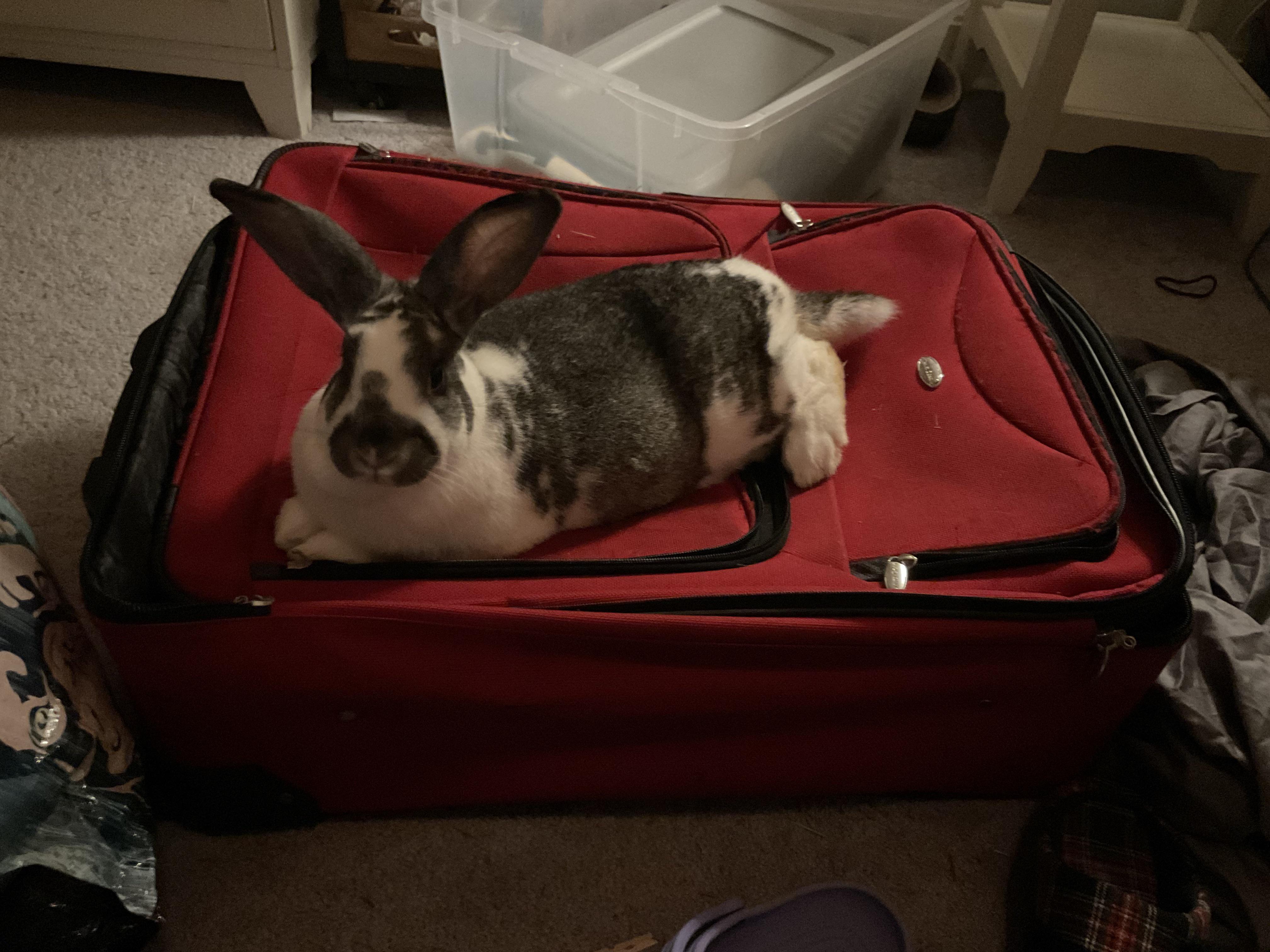 Need help! Is this considered a carry on? r/Rabbits