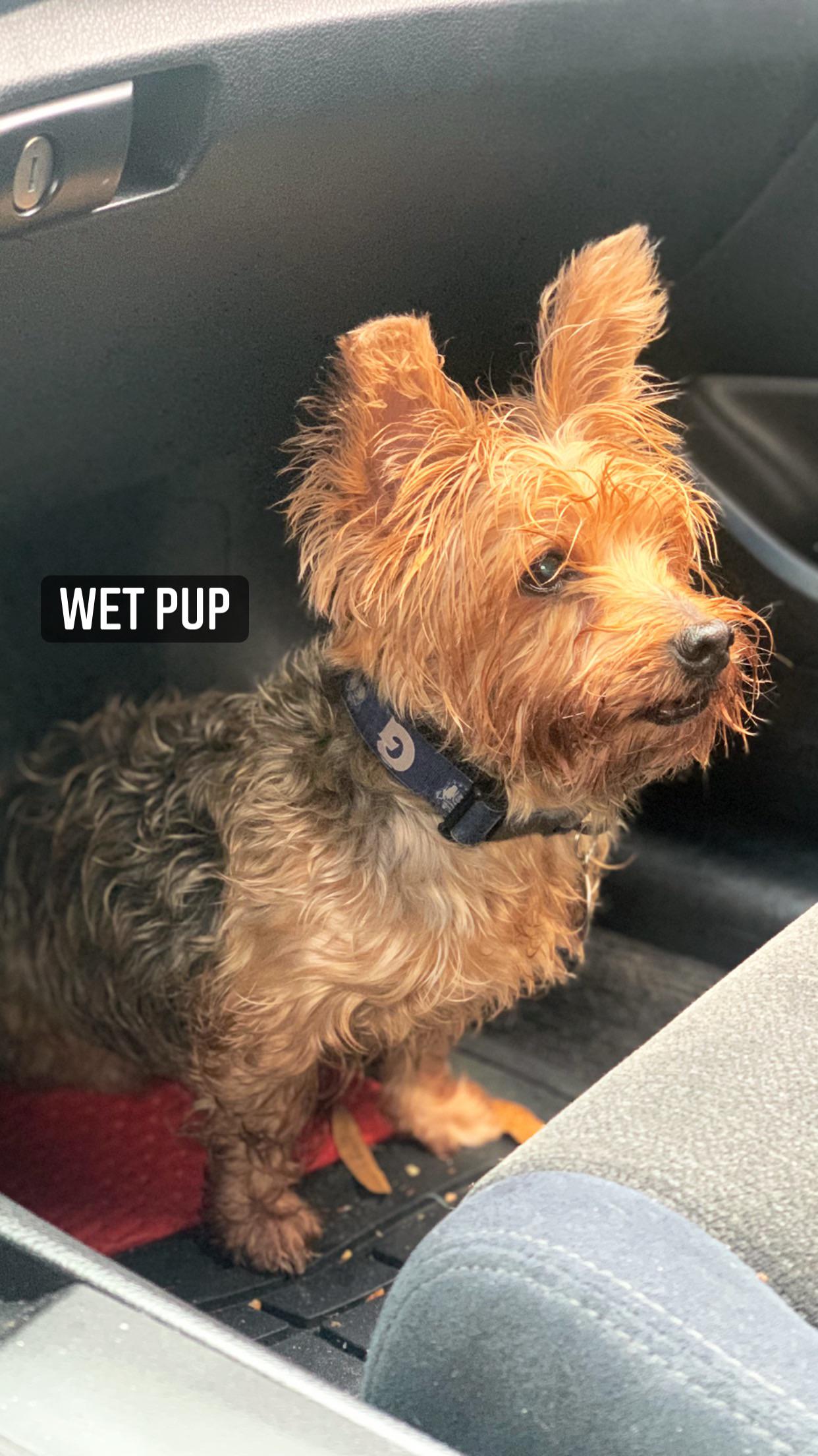 Pet insurance please? (I've got a 9yo) r/Yorkies