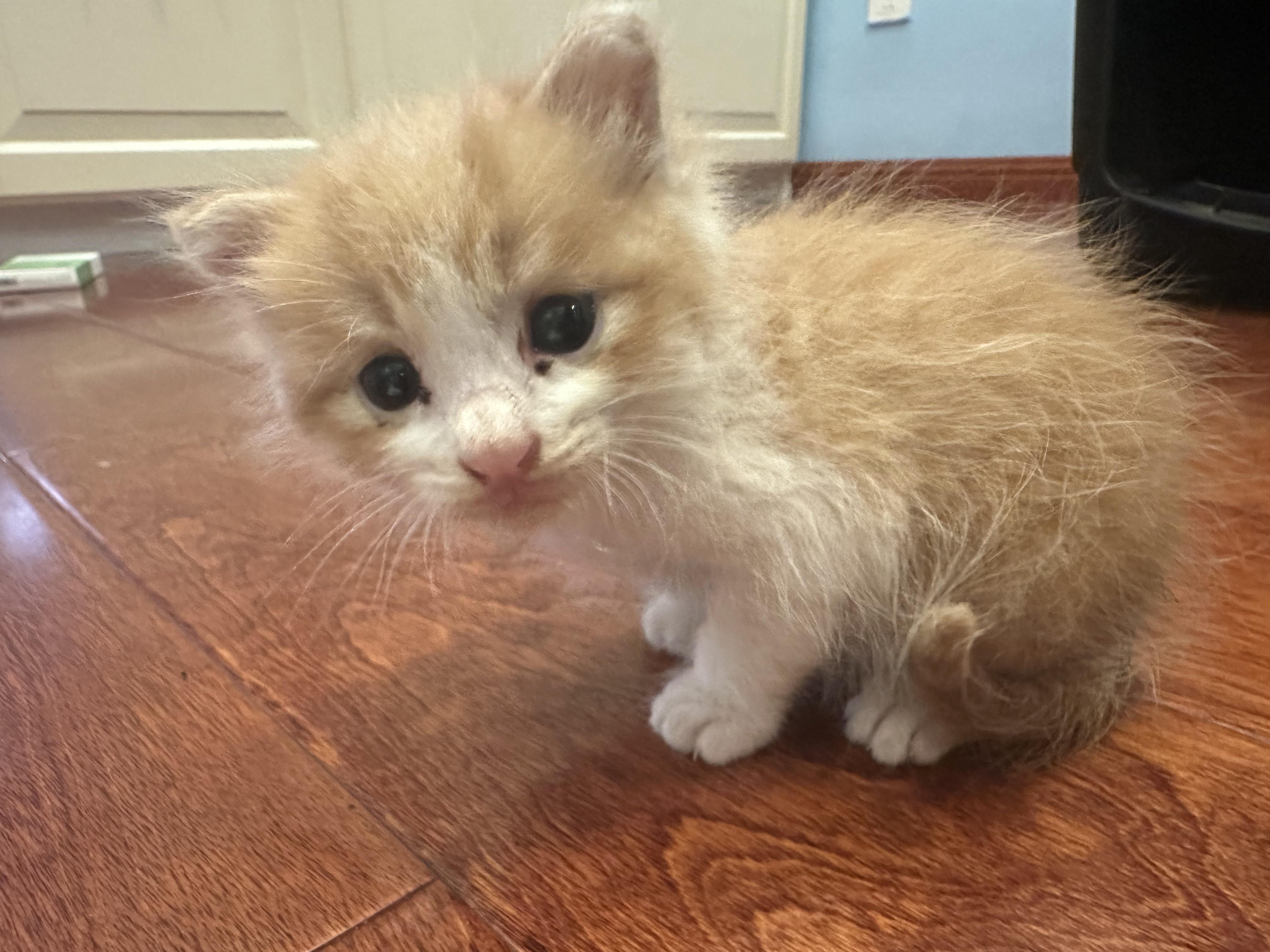 Cat Eye Drainage Cat's Eye Stains] There Are Two Possible Causes Of