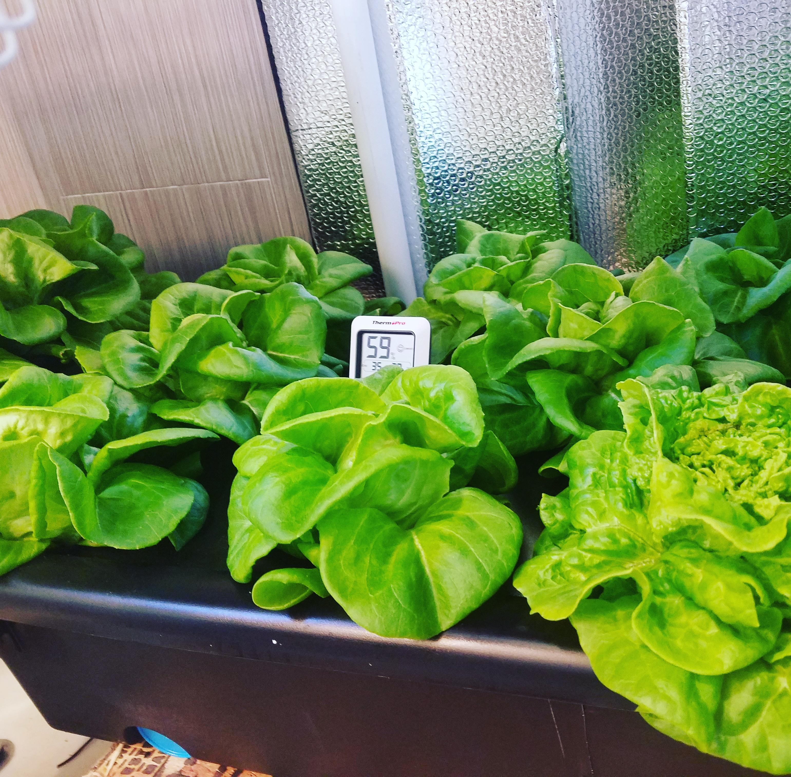 Hydroponic Lettuce Growing in my bathtub! r/Hydroponics