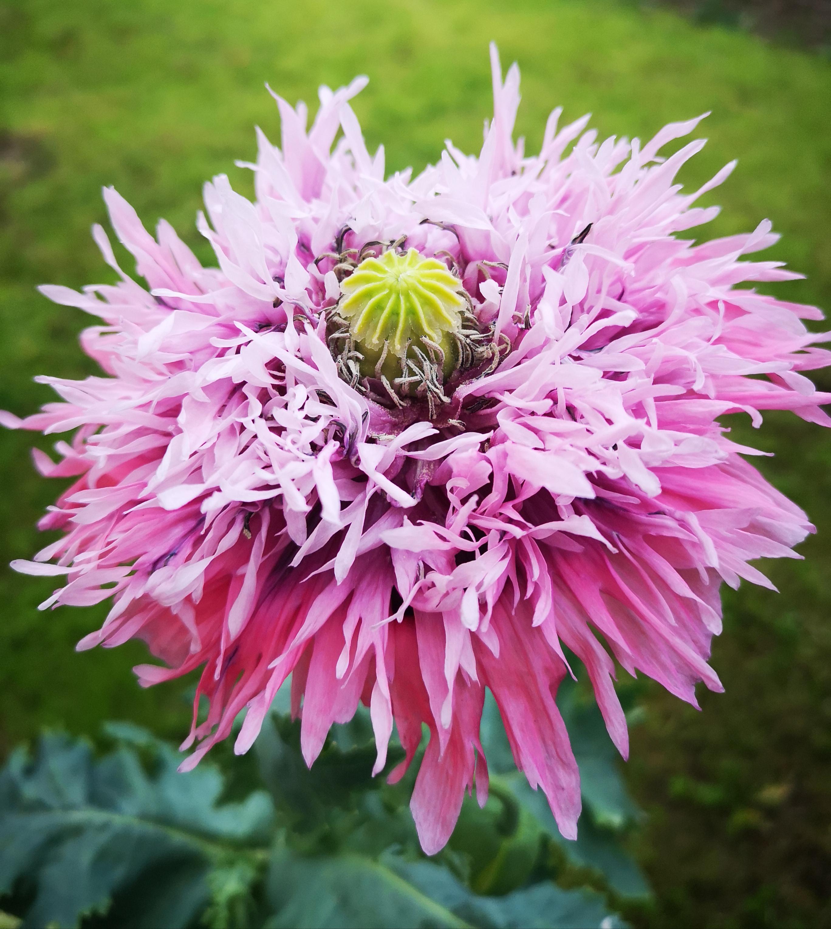 Loving the look of my new lilac pompom poppy! r/gardening