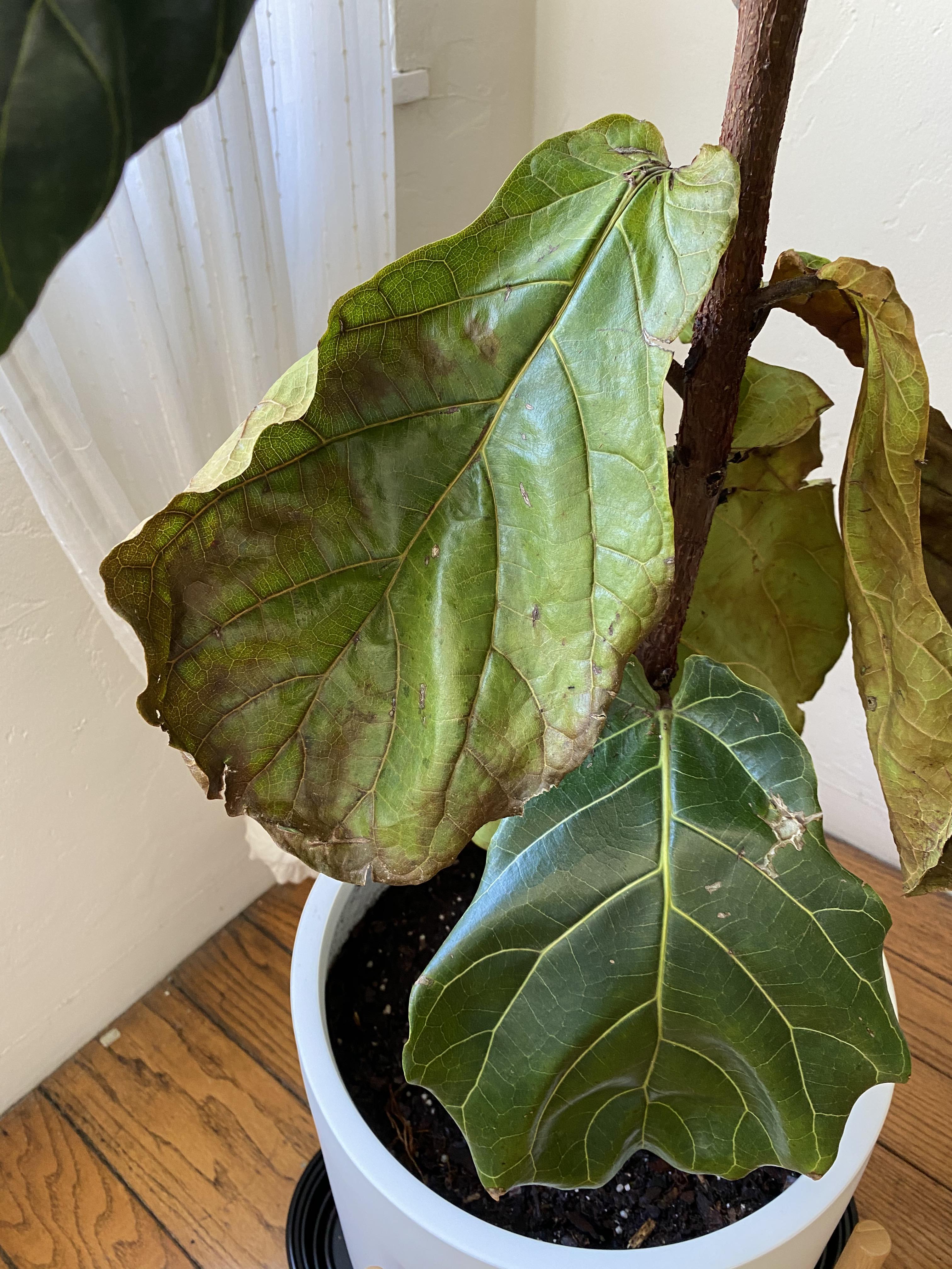 Bottom leaves are dying 4 days after repot. What should I do? Placed in