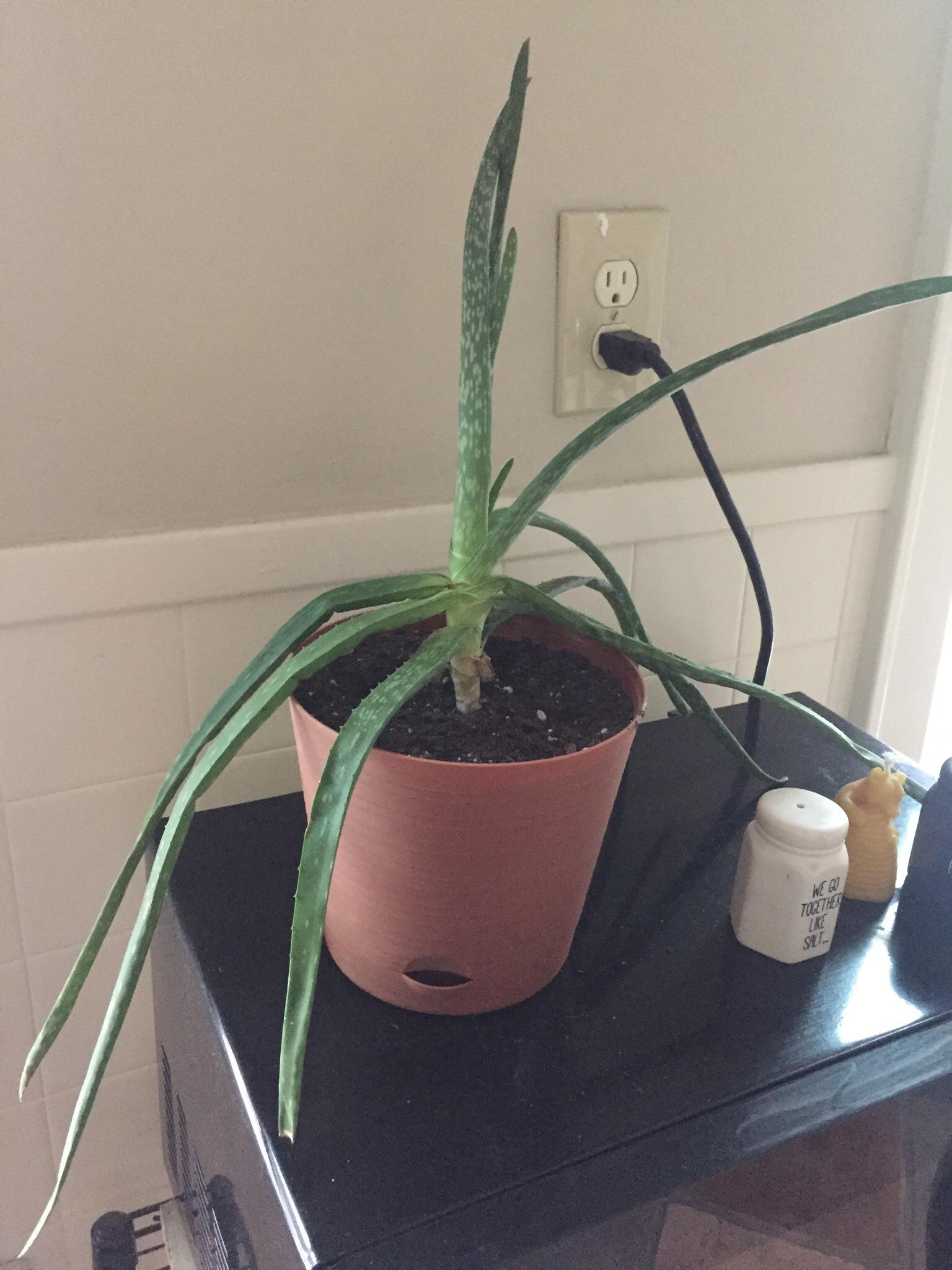 I’ve been slowly nursing this aloe plant back to life, but I’m still
