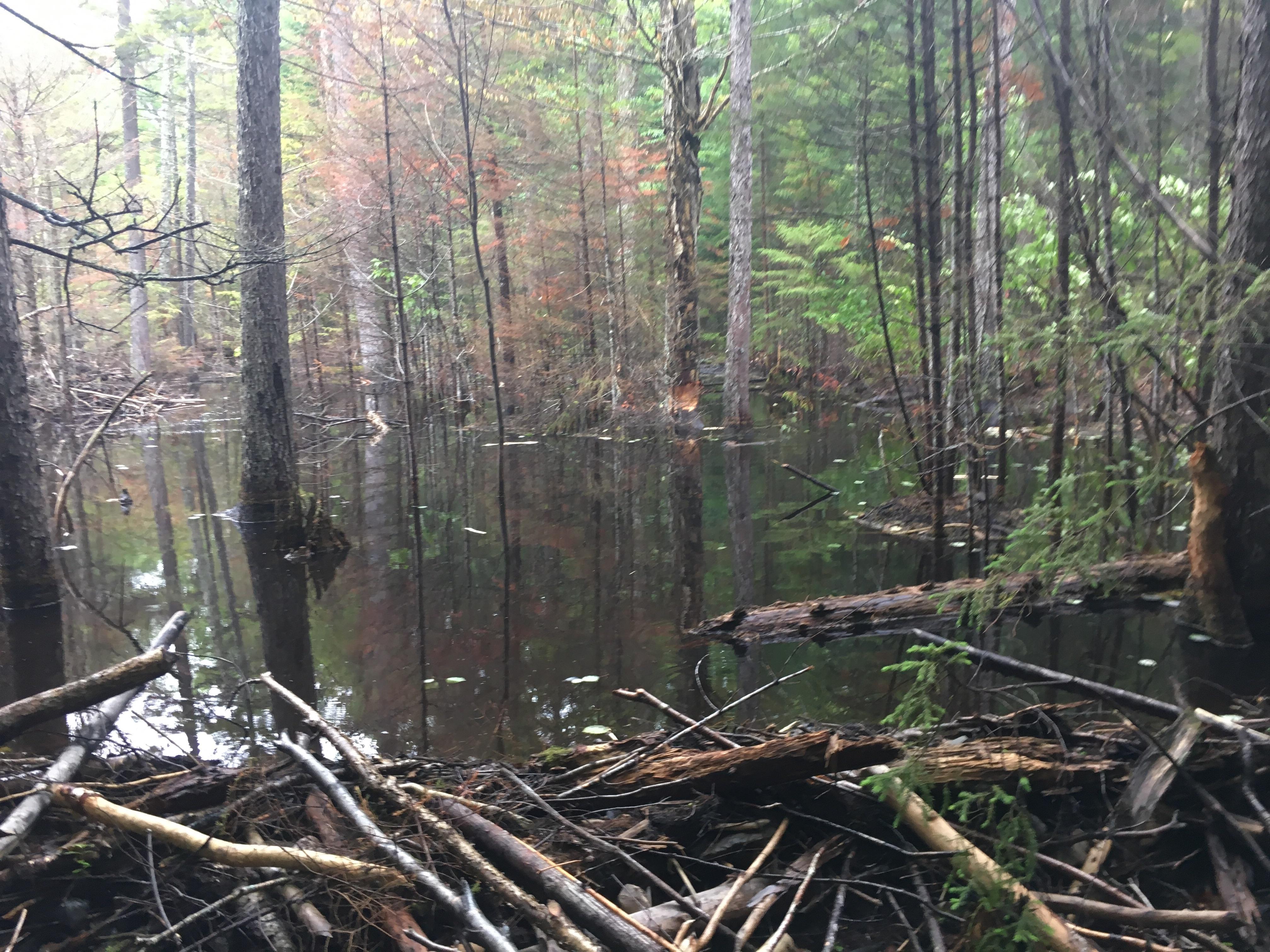 Seriously impressive beaver dam north of Monson, ME! r/AppalachianTrail