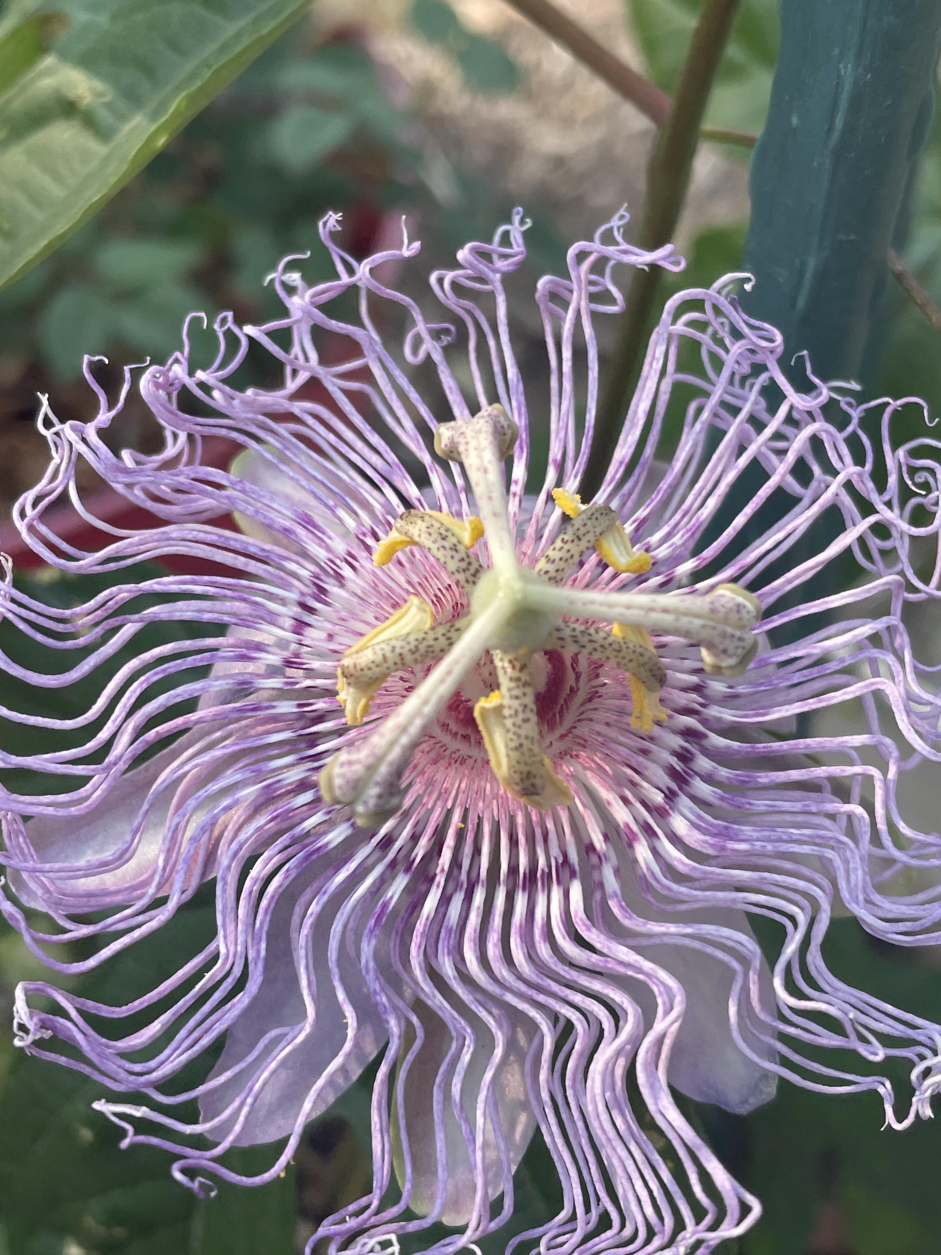 my passion flower 🖤 r/BotanicalPorn