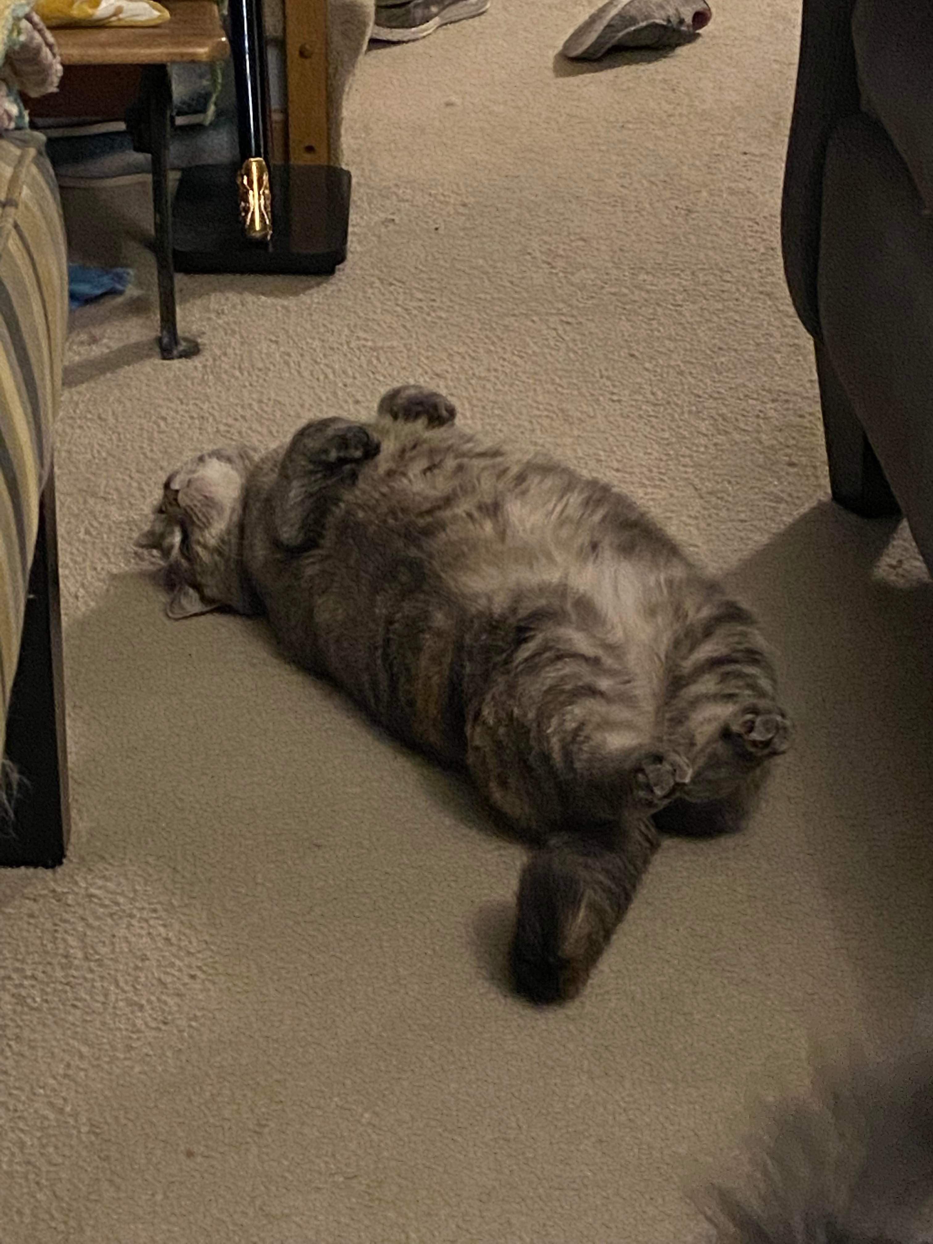 PsBattle This cat lying on her back.
