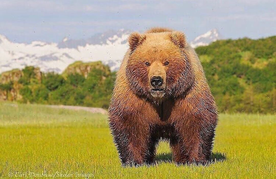 🔥 Grandfather... The massive 12’ Grolar Bear currently roaming in
