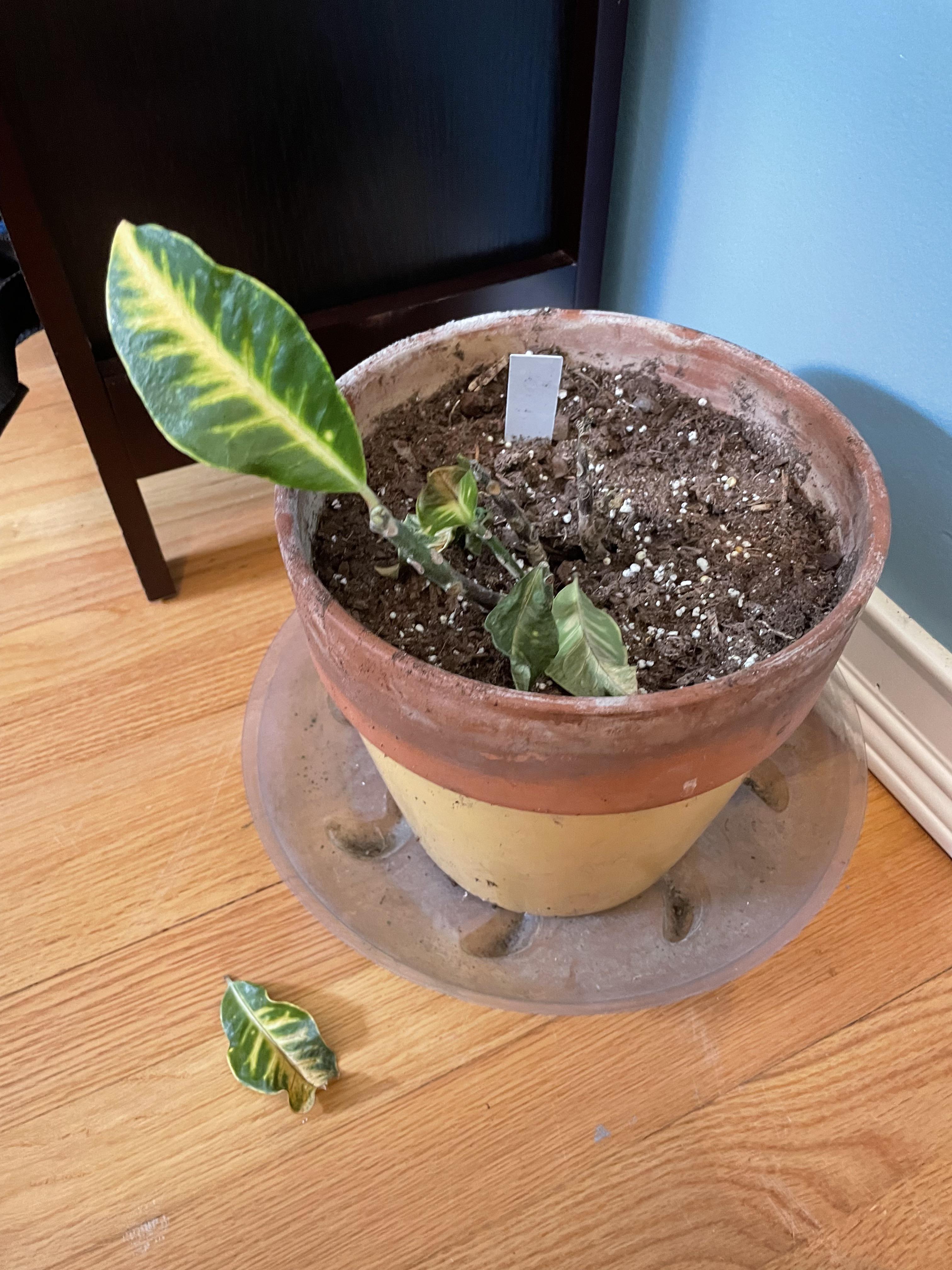 Why is my croton dying? 🥺 r/plantclinic