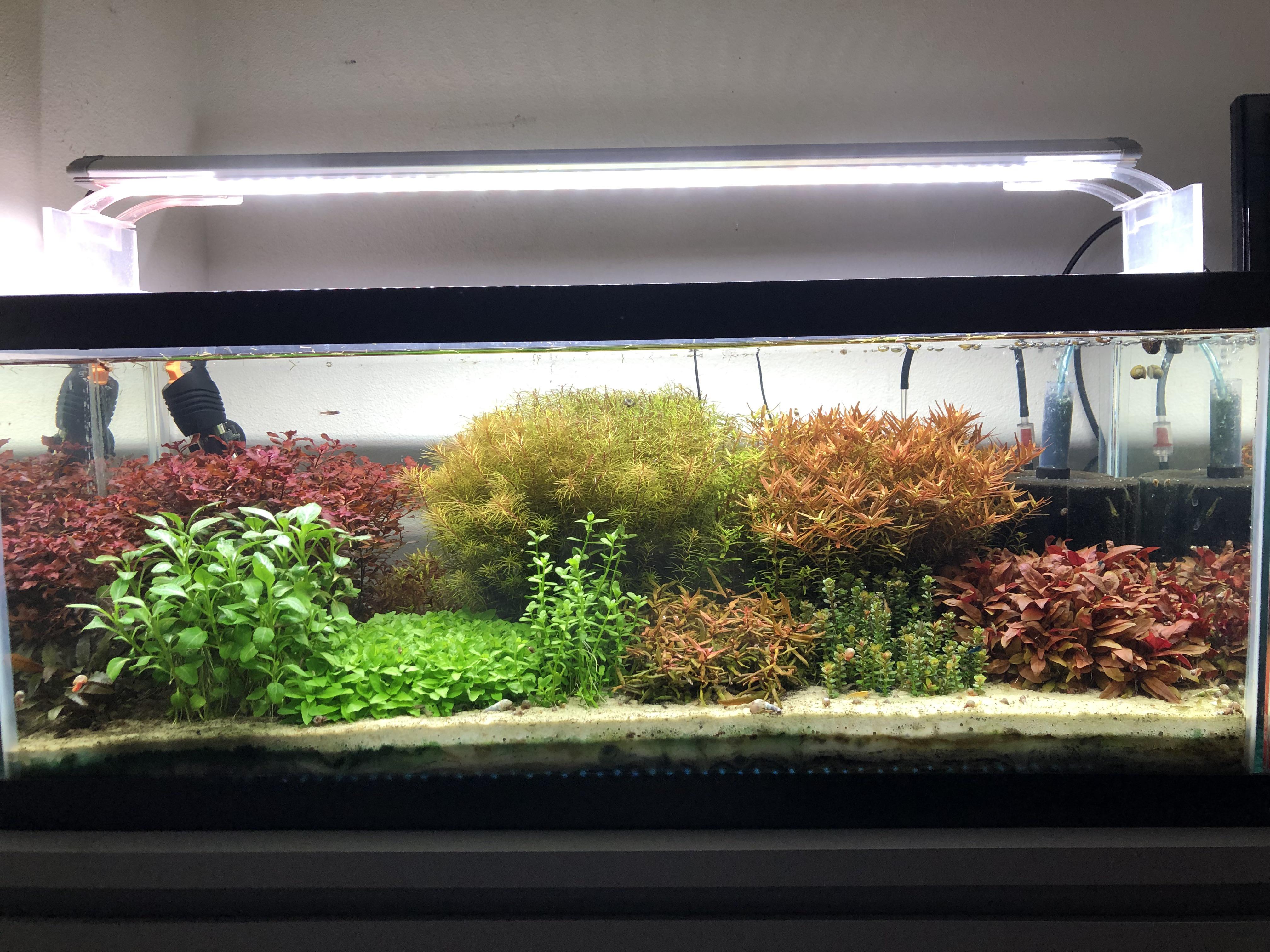 My first Dutch style aquarium attempt. Enjoy!! r/fishtank