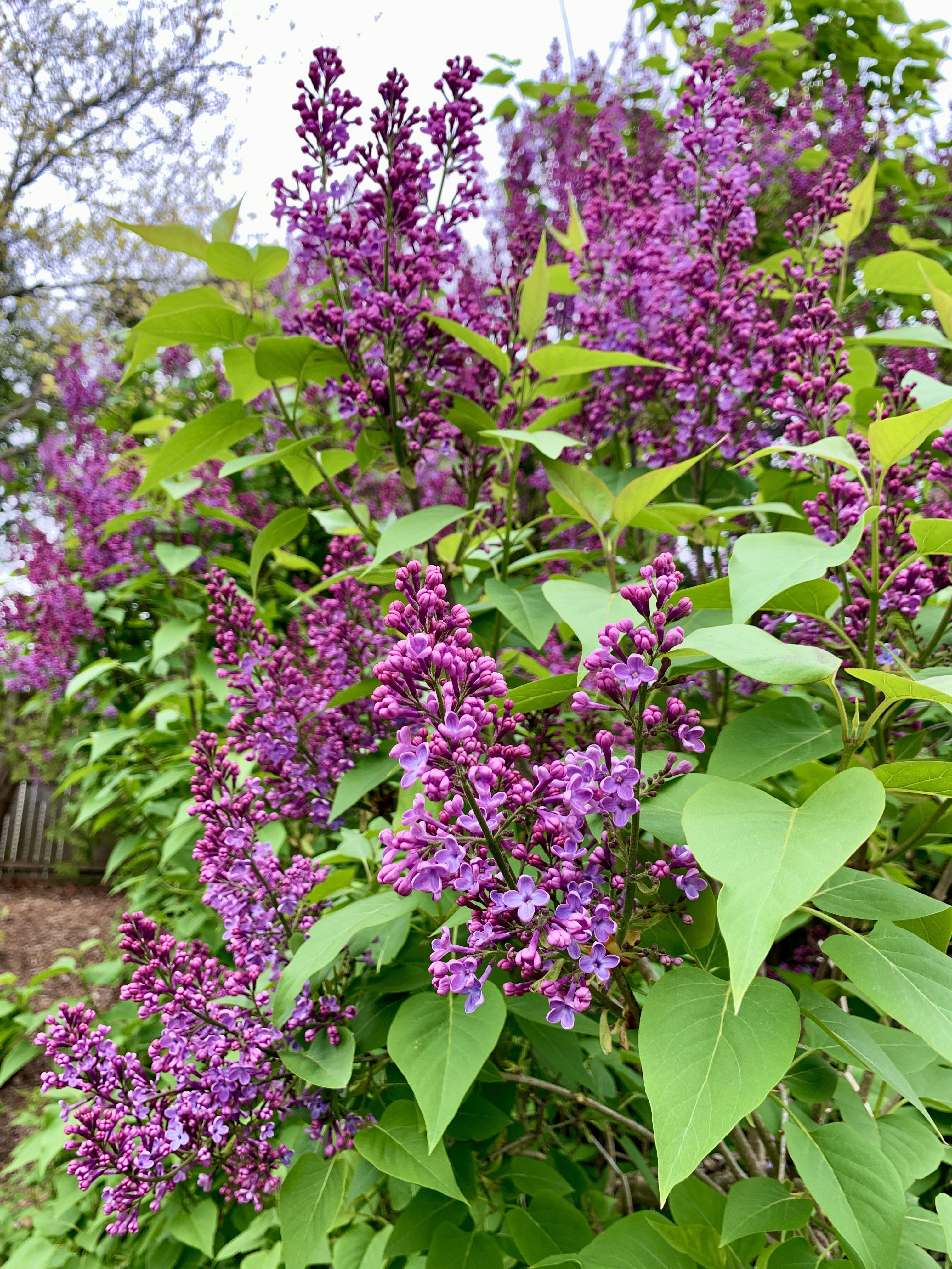 Lilacs smell amazing here in NJ r/gardening