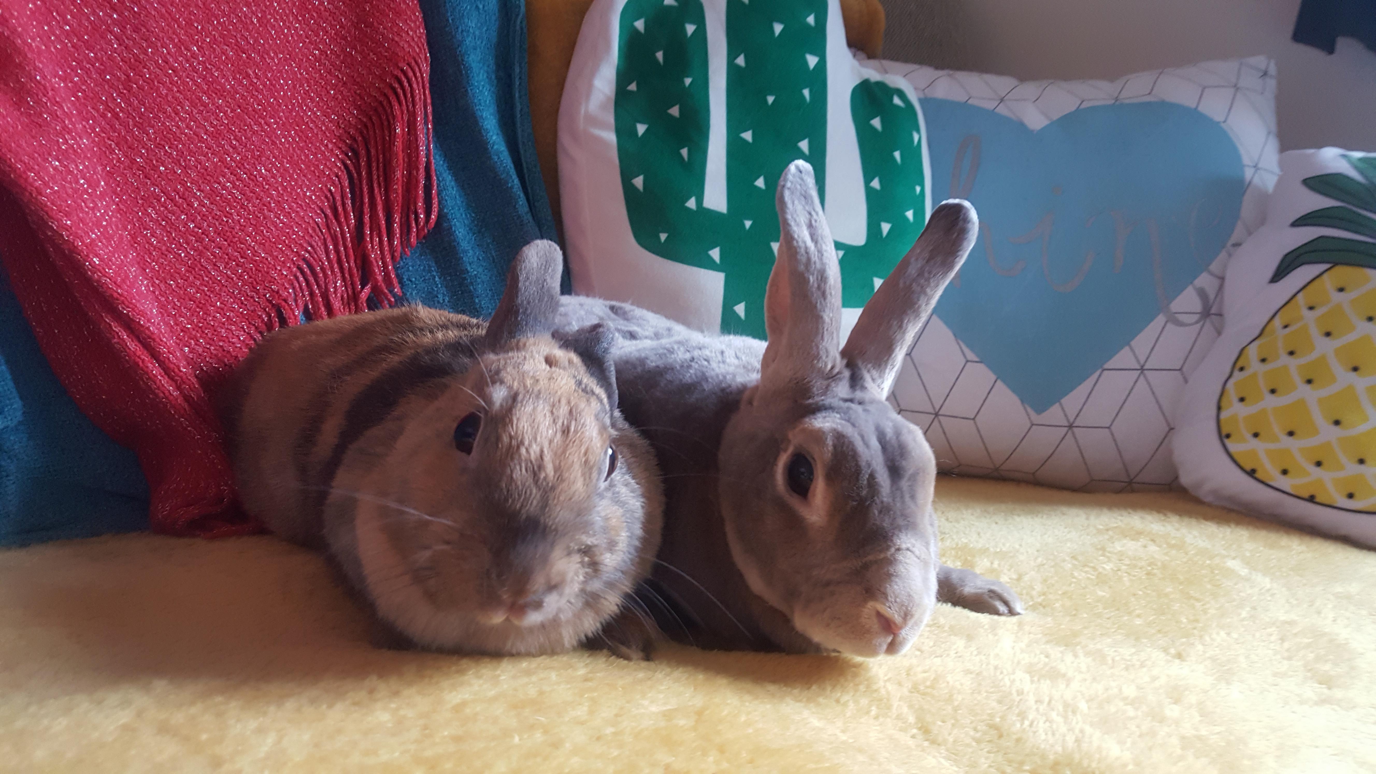 The softest furry babies! r/aww