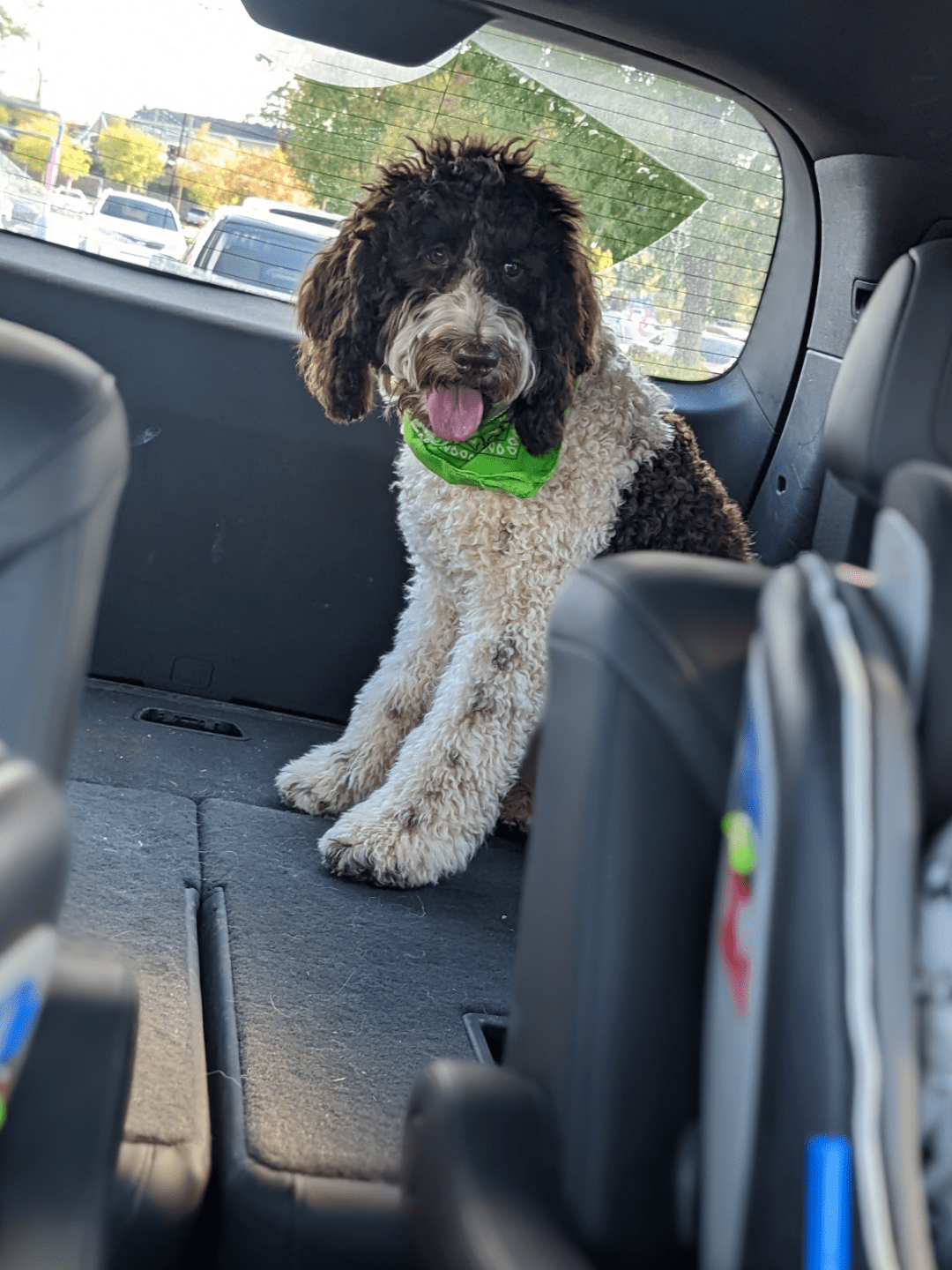 my car riding cutie r/labradoodles