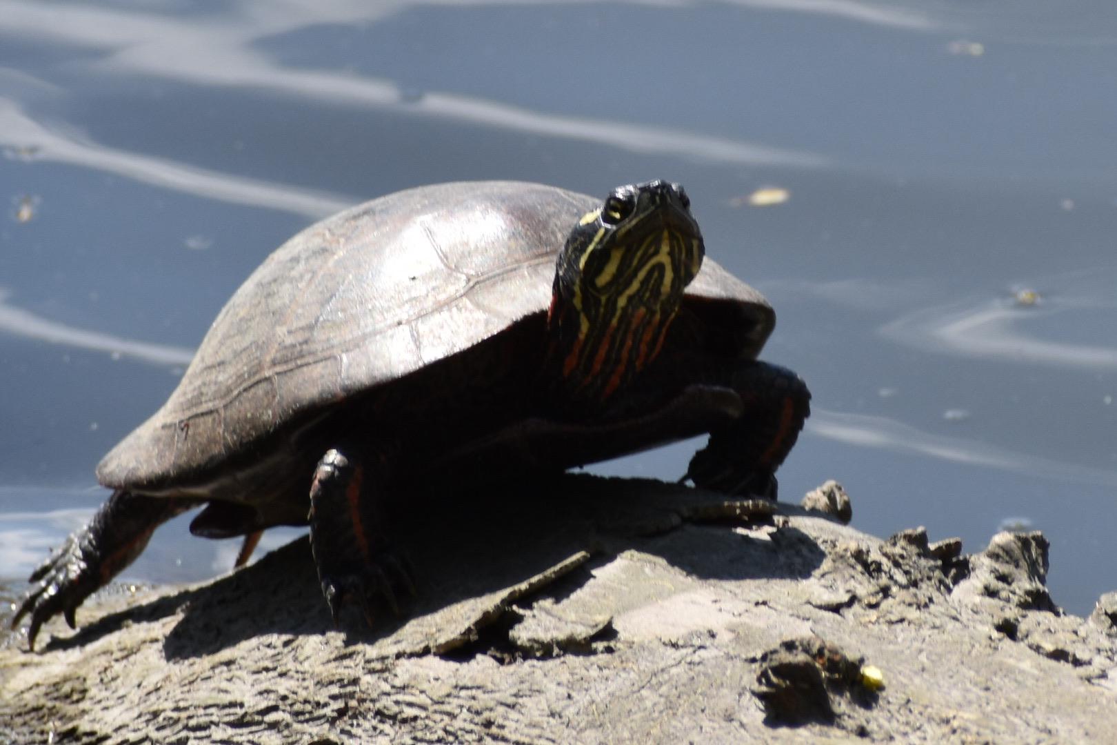 What is this turtle? NJ r/herpetology