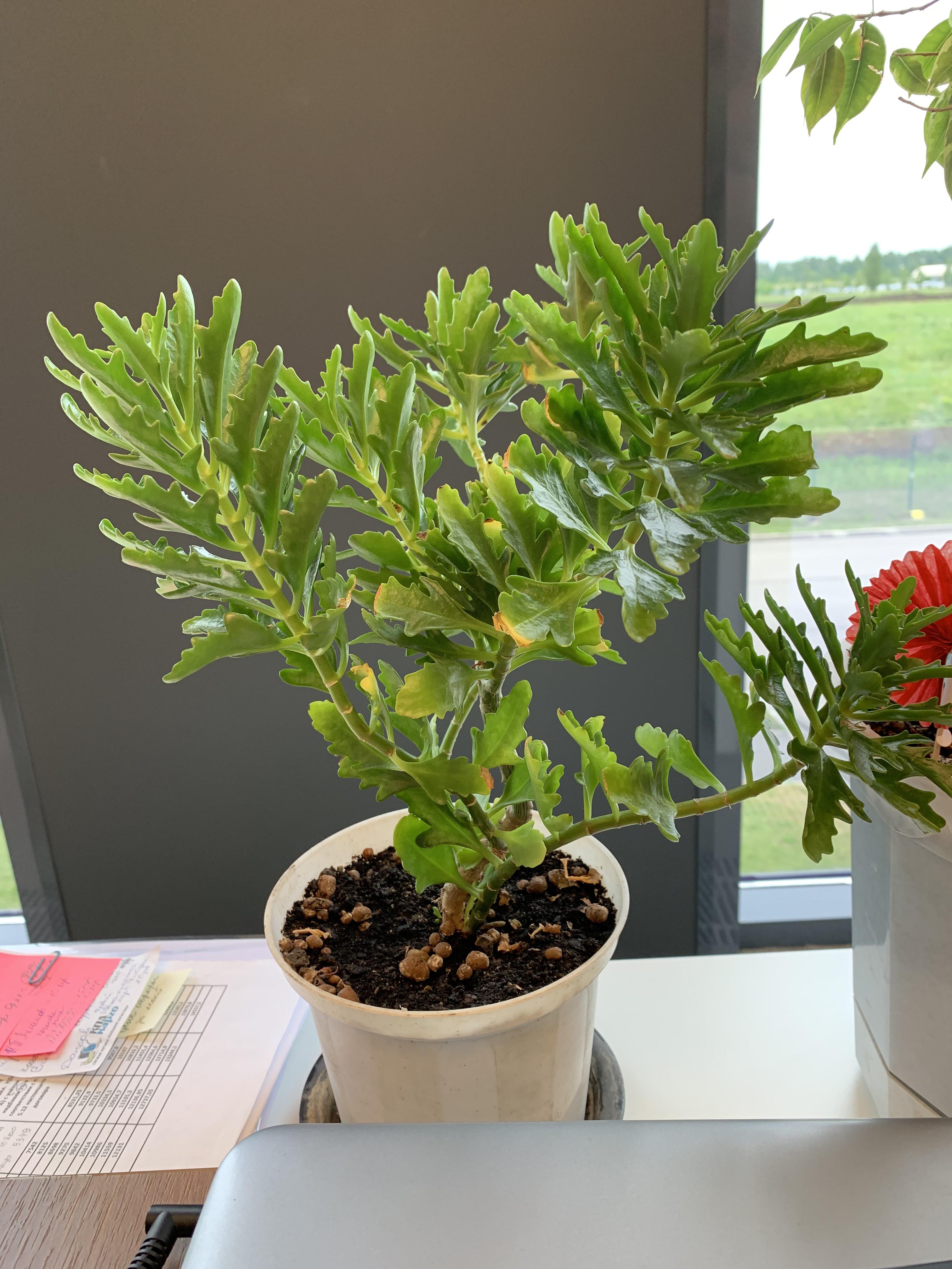 What kind of plant is this? Looks like kalanchoe, but ‘m not sure r