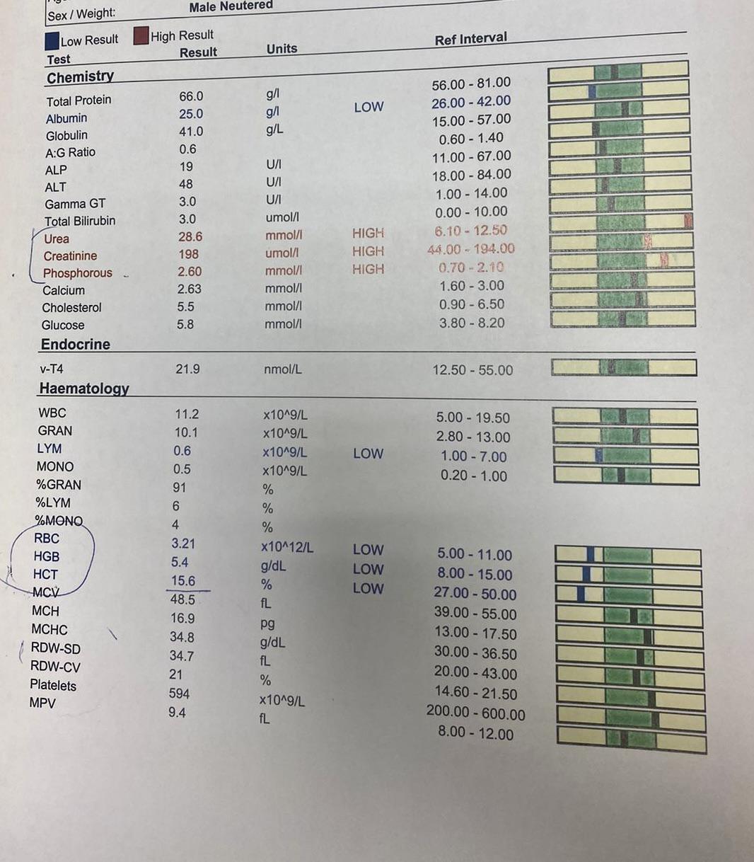 Devastated at my 6yr old Cats Kidney Disease & Anemia Diagnosis r