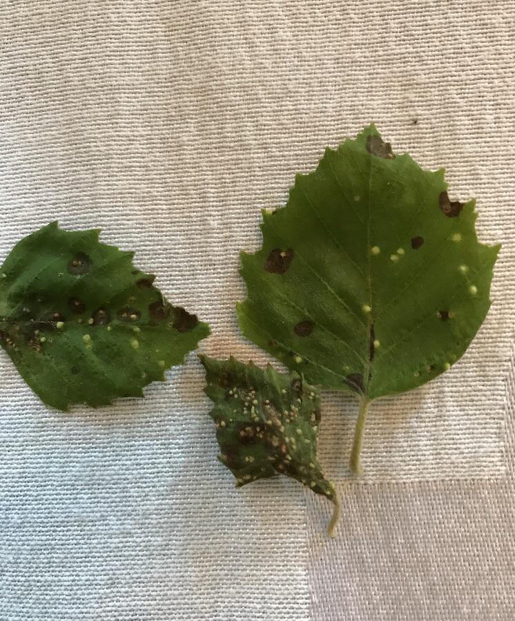 What is wrong with my birch tree?! I’m in Ohio, it’s losing a ton of