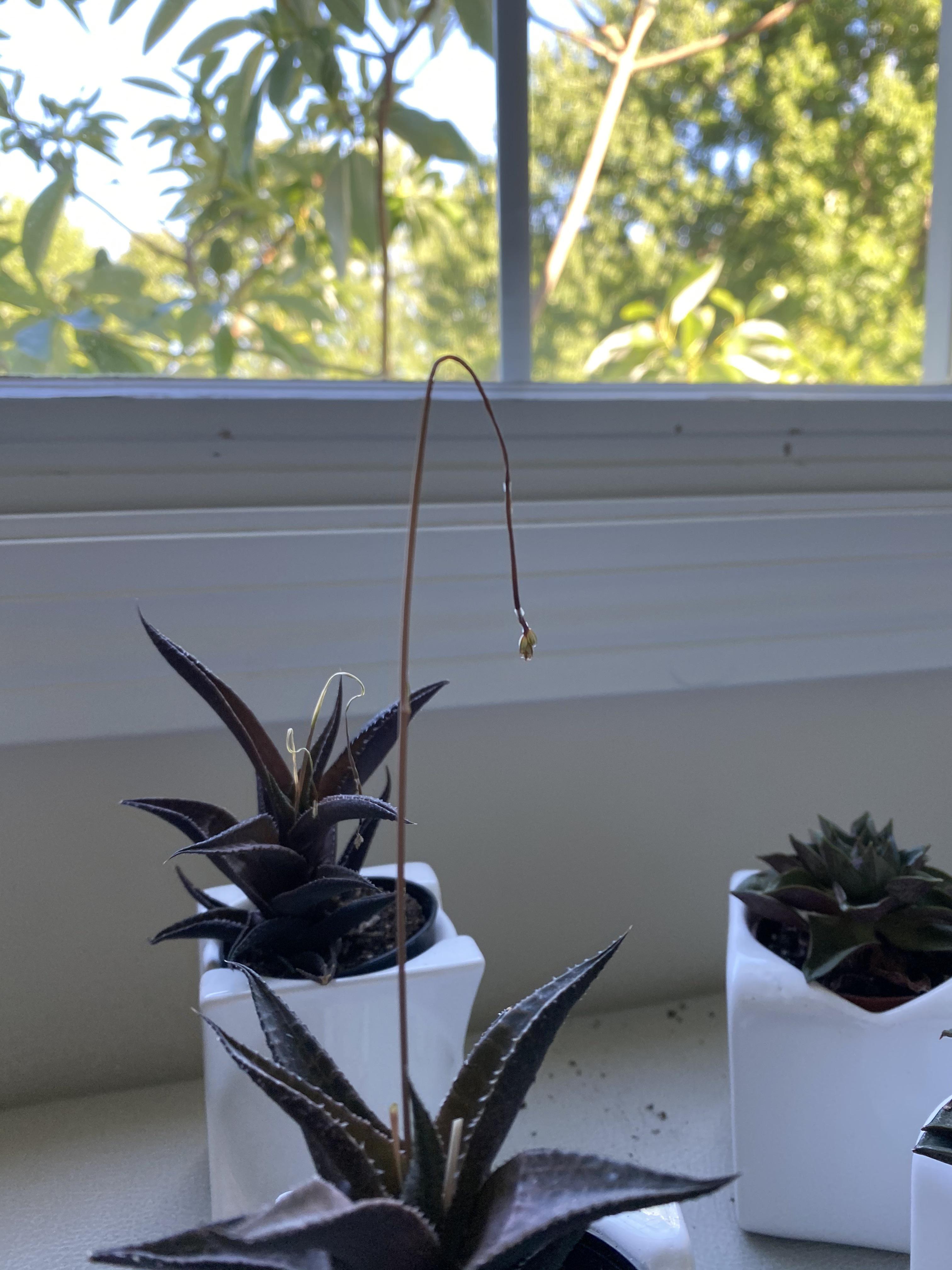 Why is my succulent’s flower stalk drooping? ) r/succulents