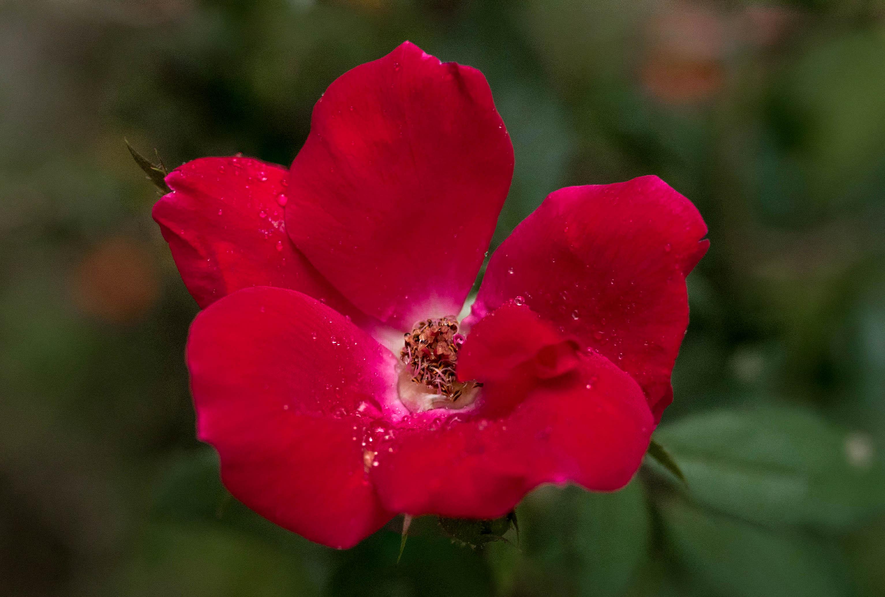 My roses are finally blooming! r/pics