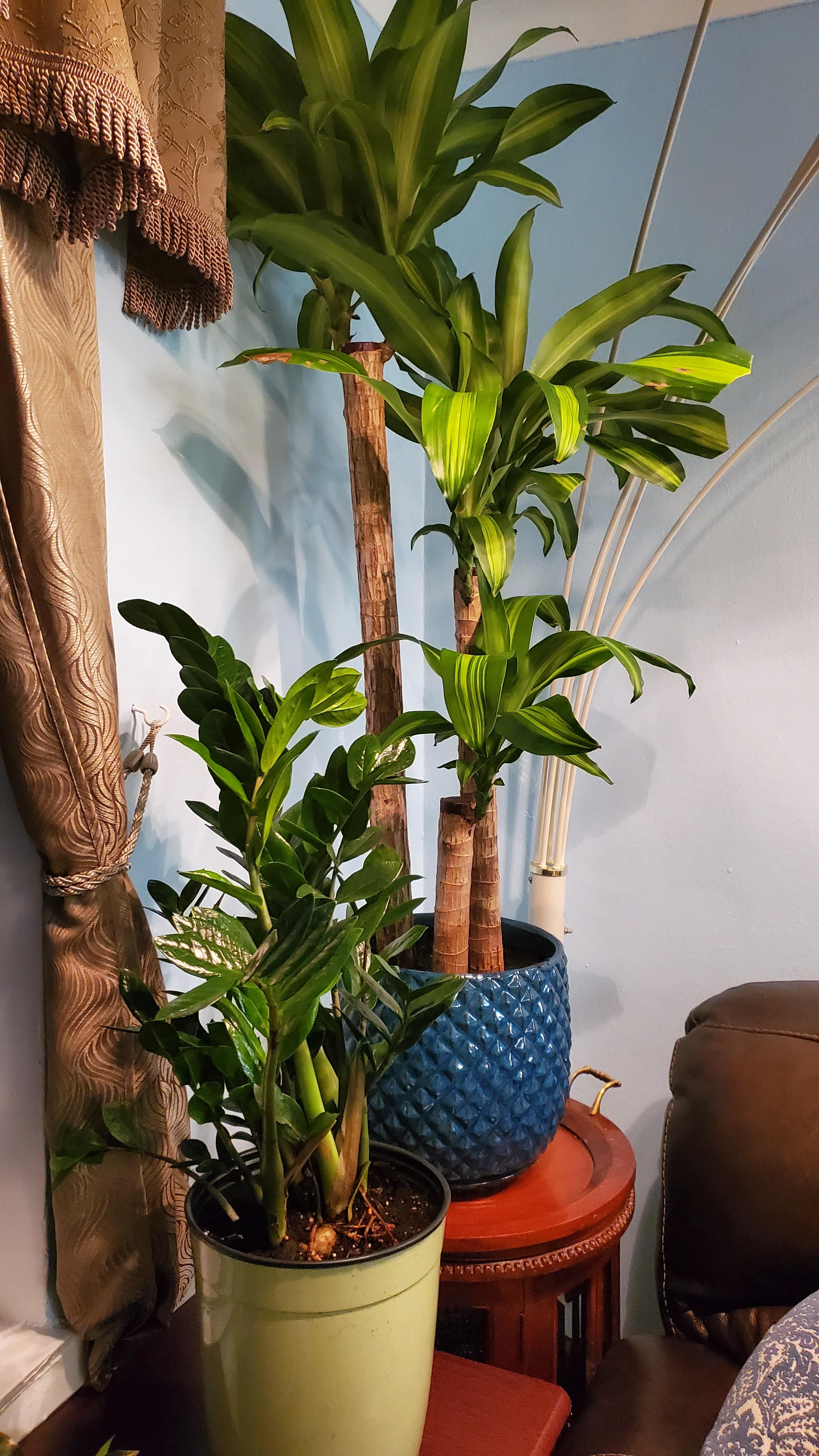 Purchased two new plants at Home Depot then organized them at home