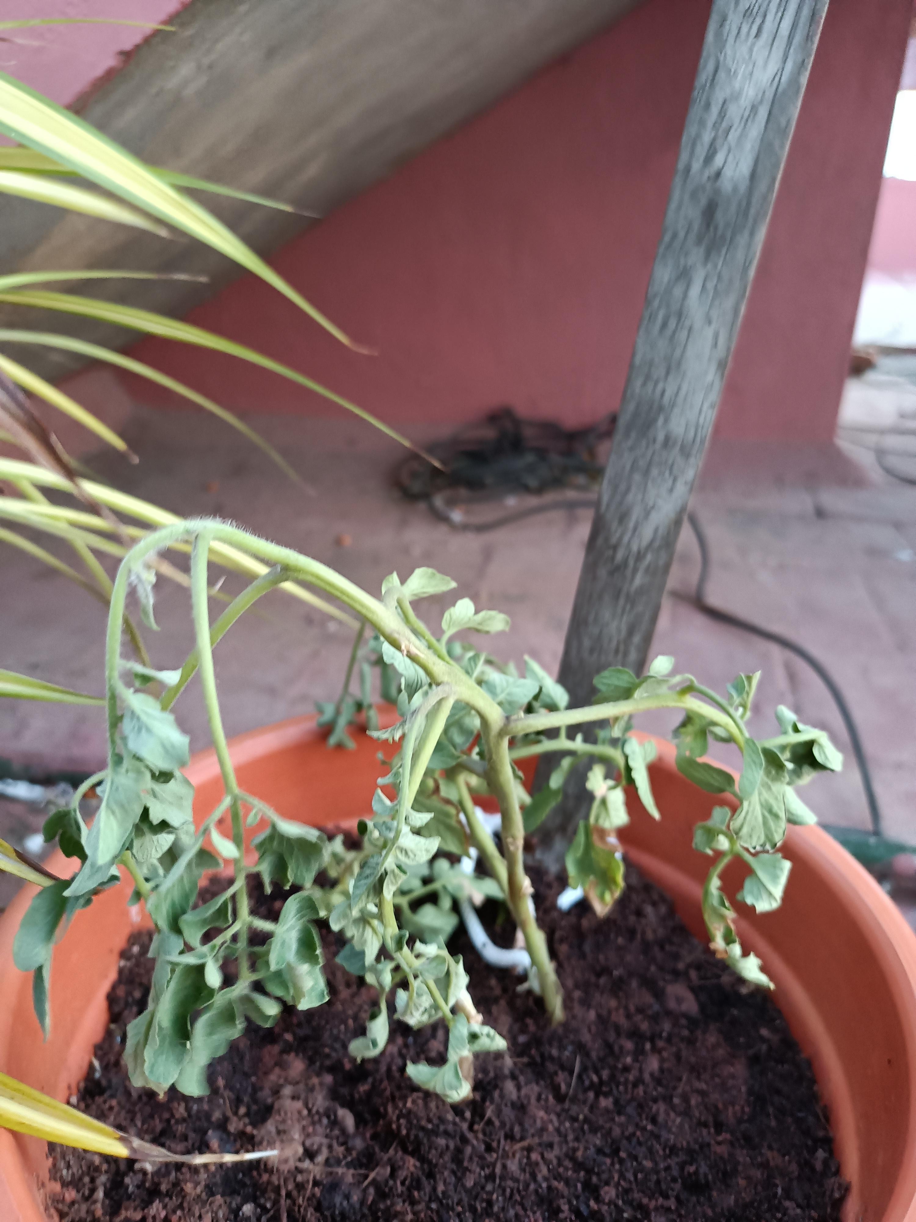 I was gifted a tomato plant on my birthday, now after a couple of