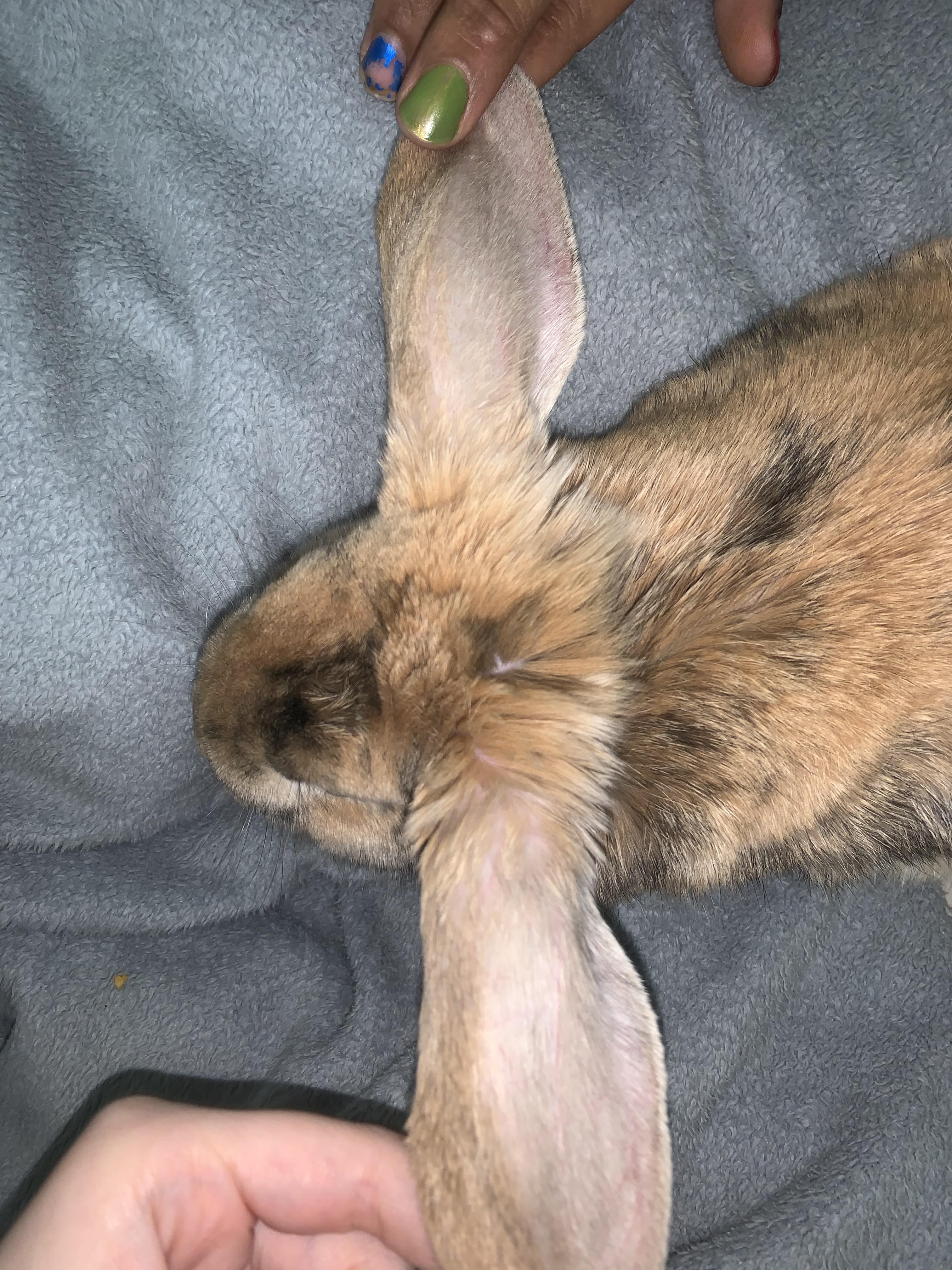 Need some advice on my bunnies ears! Is this normal fur on a half lop