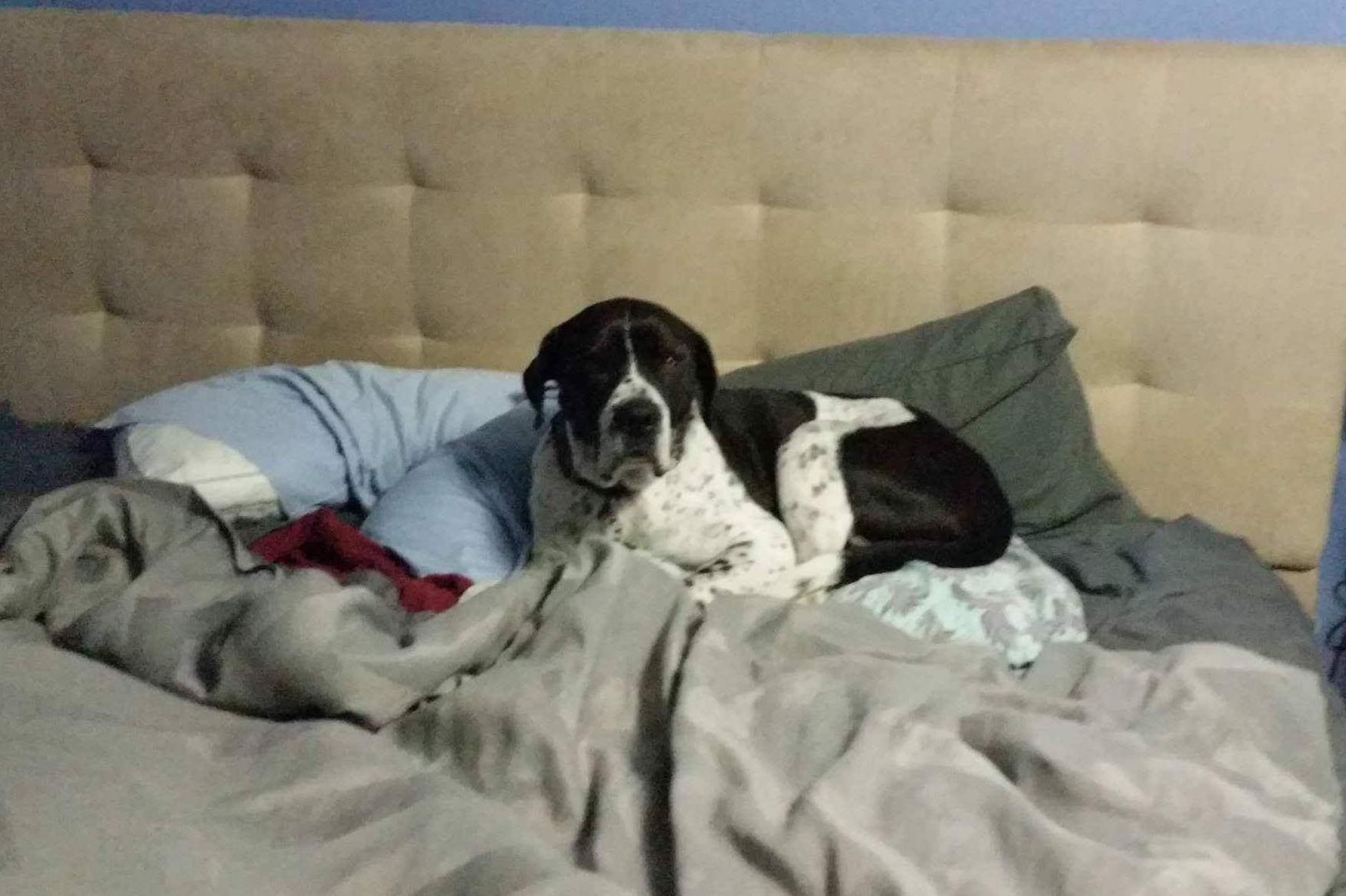 Does dog stealing people bed count? pillowssmelllikebutt r/stolendogbeds