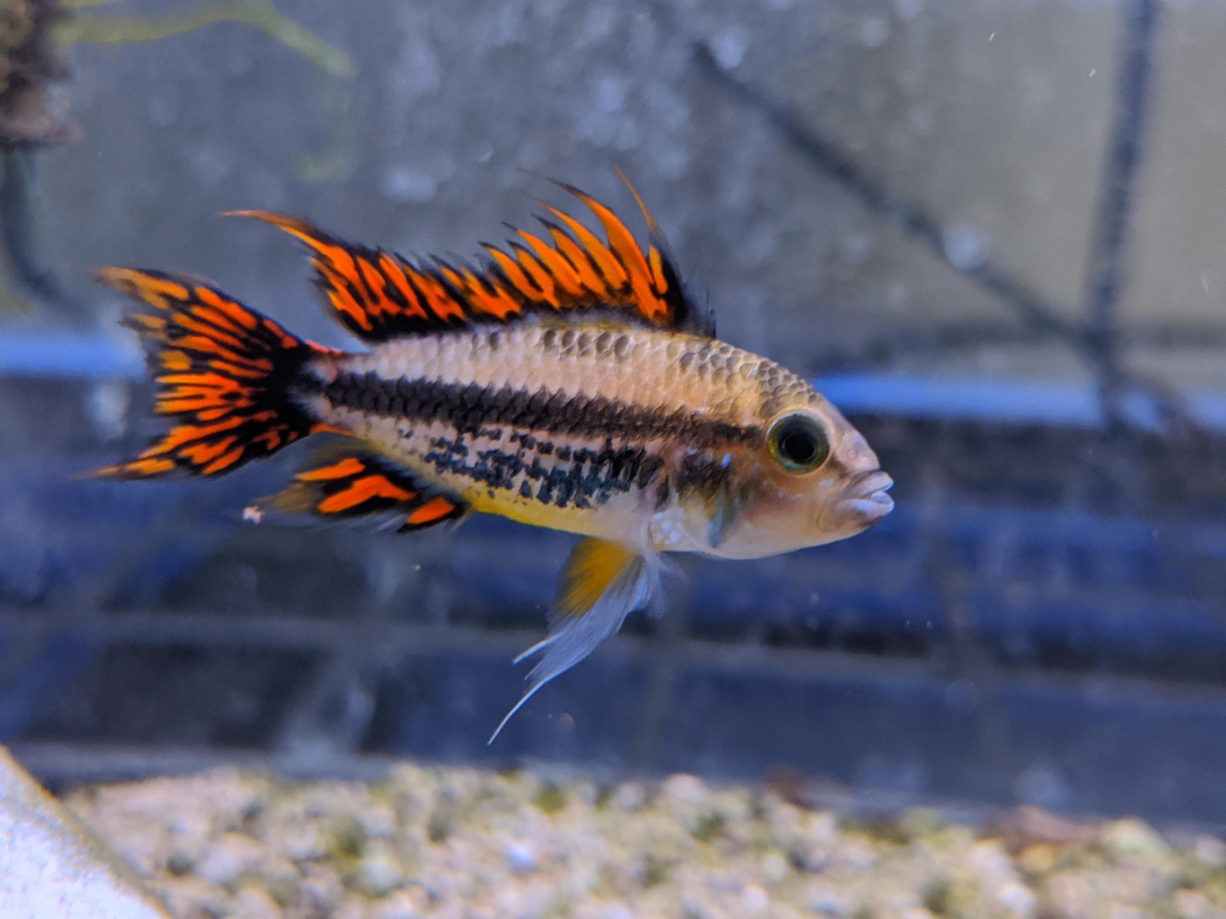 Apistogramma Cacatuoides triple red r/Aquariums