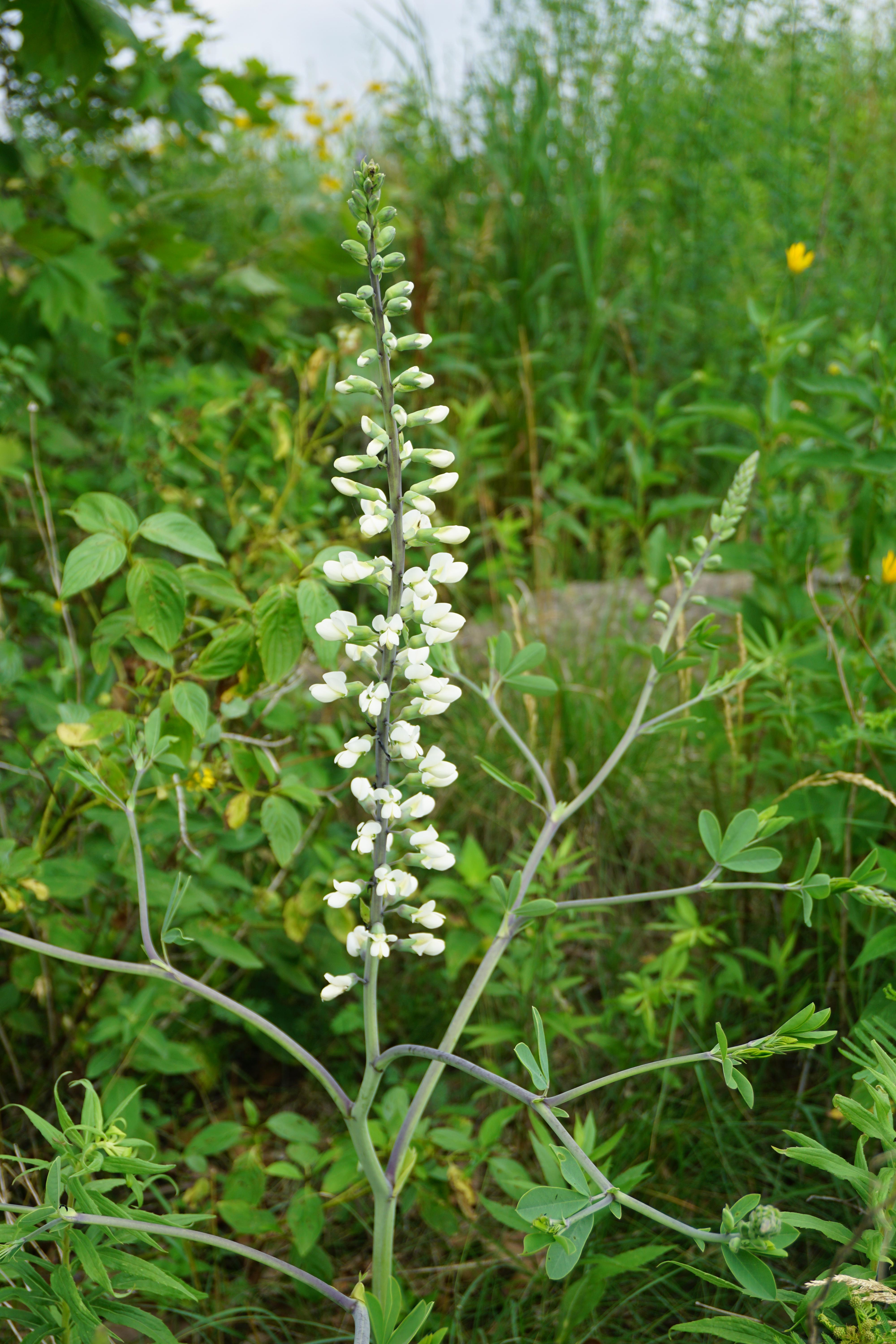 What is this pretty flower? Illinois, Zone 5 r/whatsthisplant