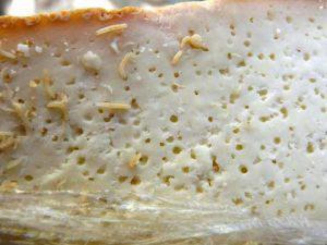 Vegetarian delicacy 491 Casu Marzu is a Sardinian cheese that