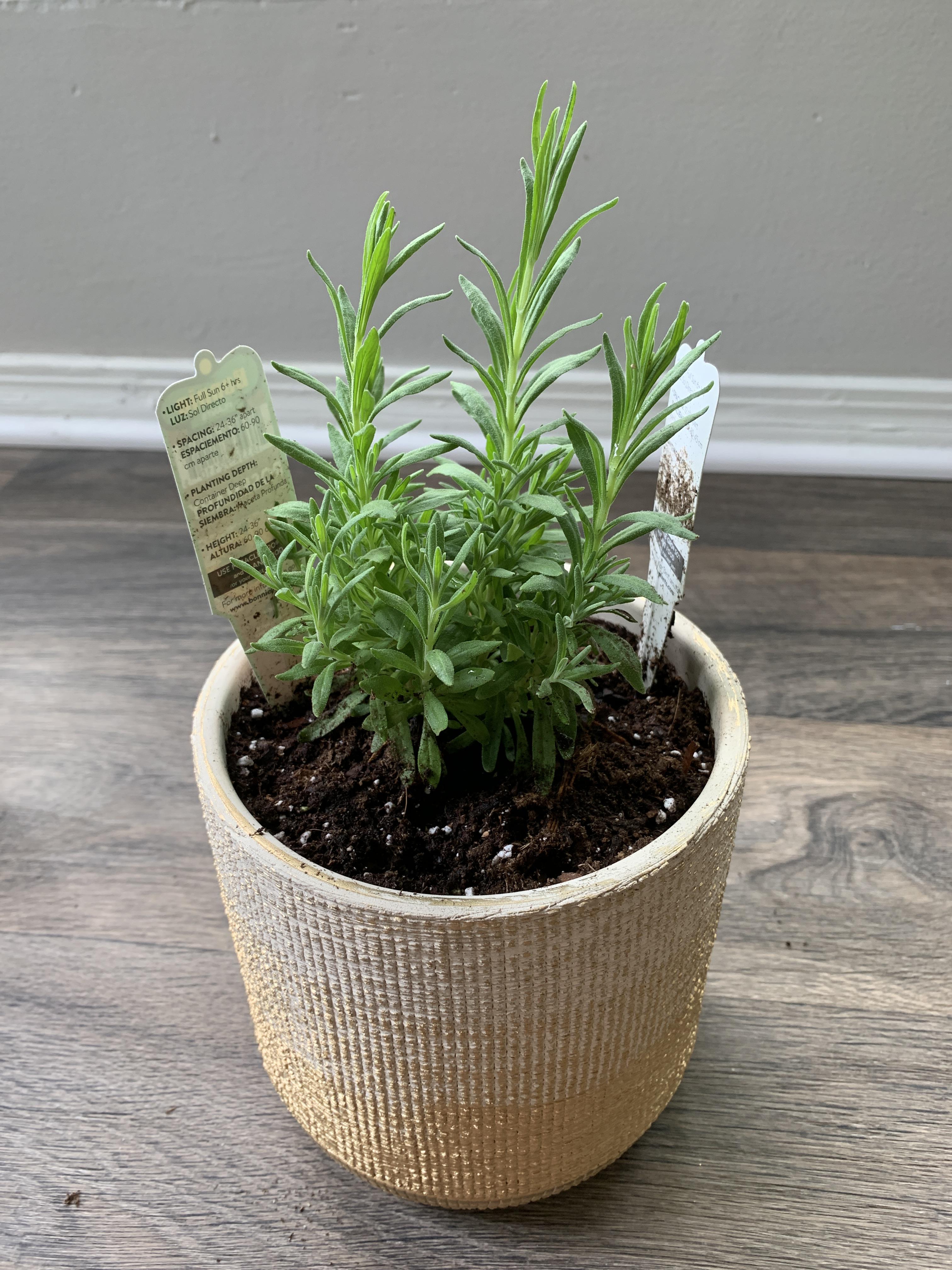 Is this rosemary or lavender?? It came with both labels r/gardening