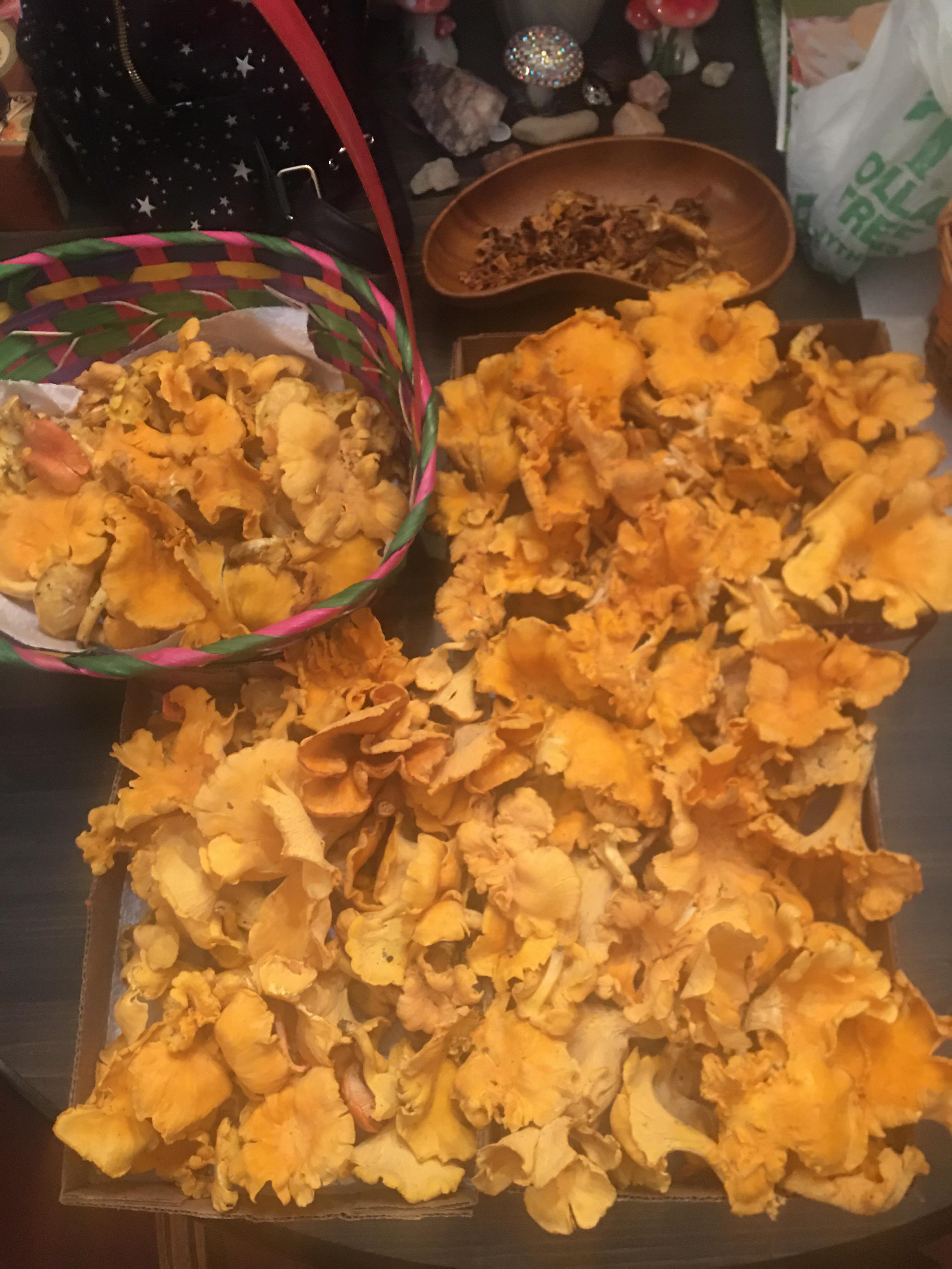 Holy Chanterelles! Foraged in Southwestern Ohio. r/mycology