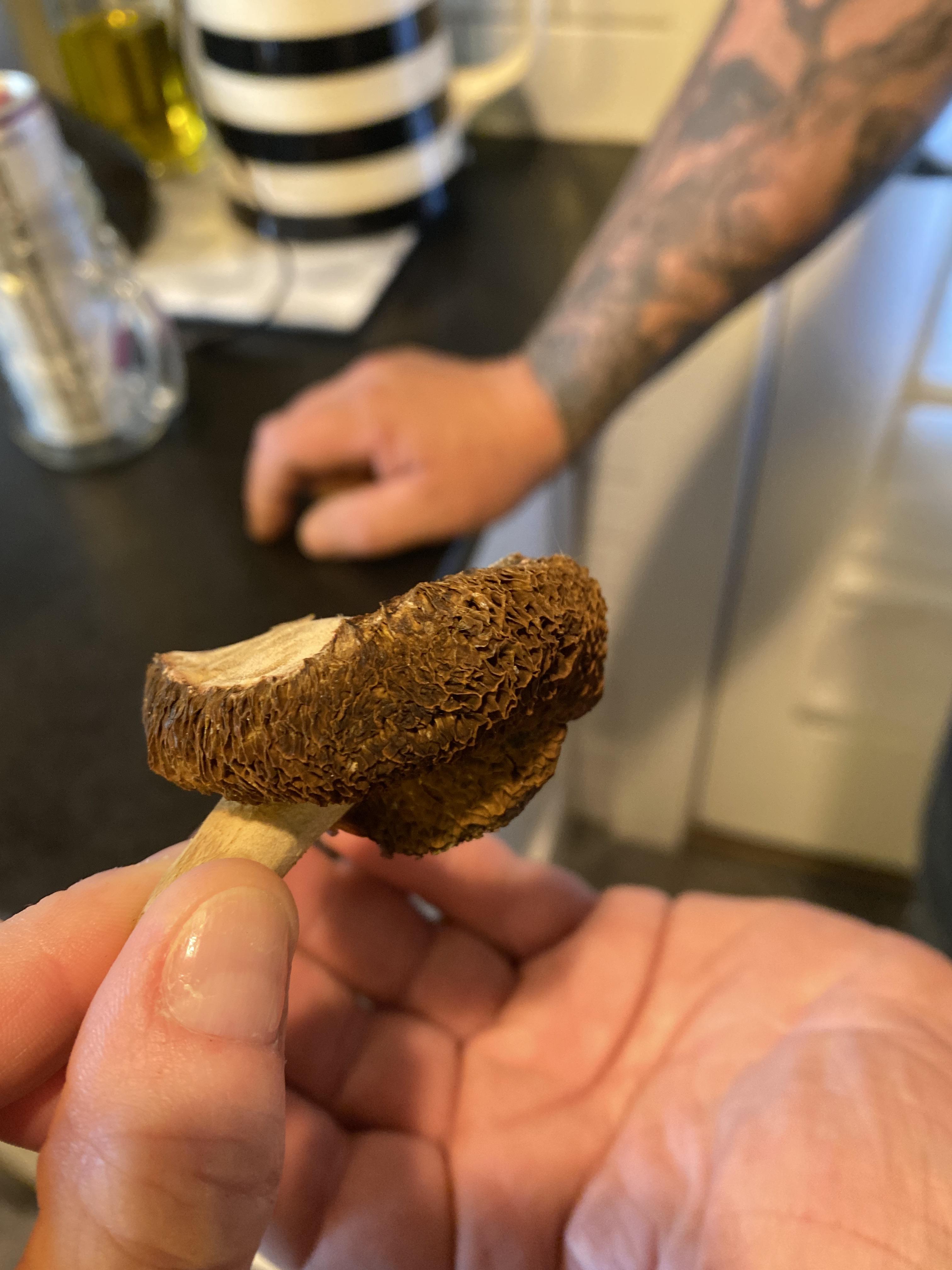 Can anyone identify this mushroom, my puppy just took a bite and is on