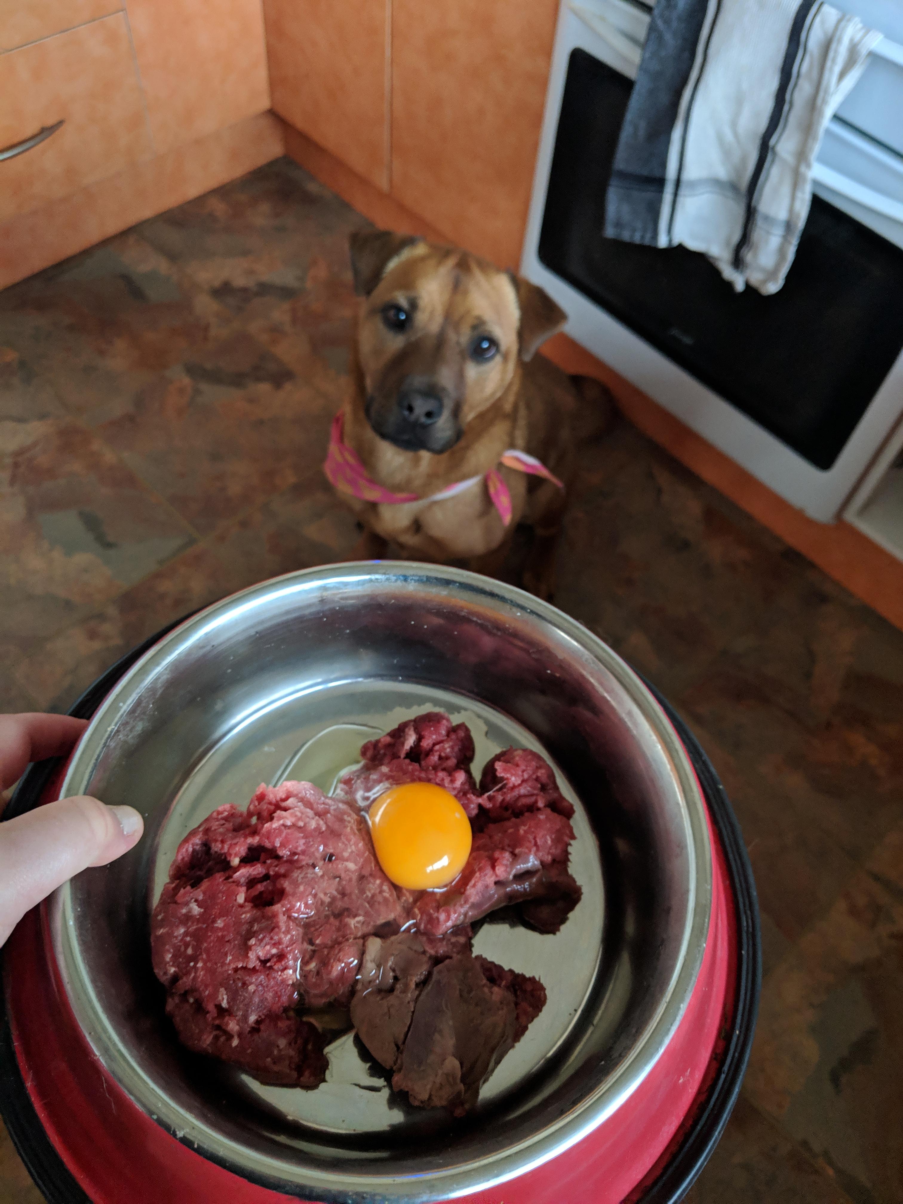 Kangaroo mince, beef liver and a raw egg. I give a raw egg on liver