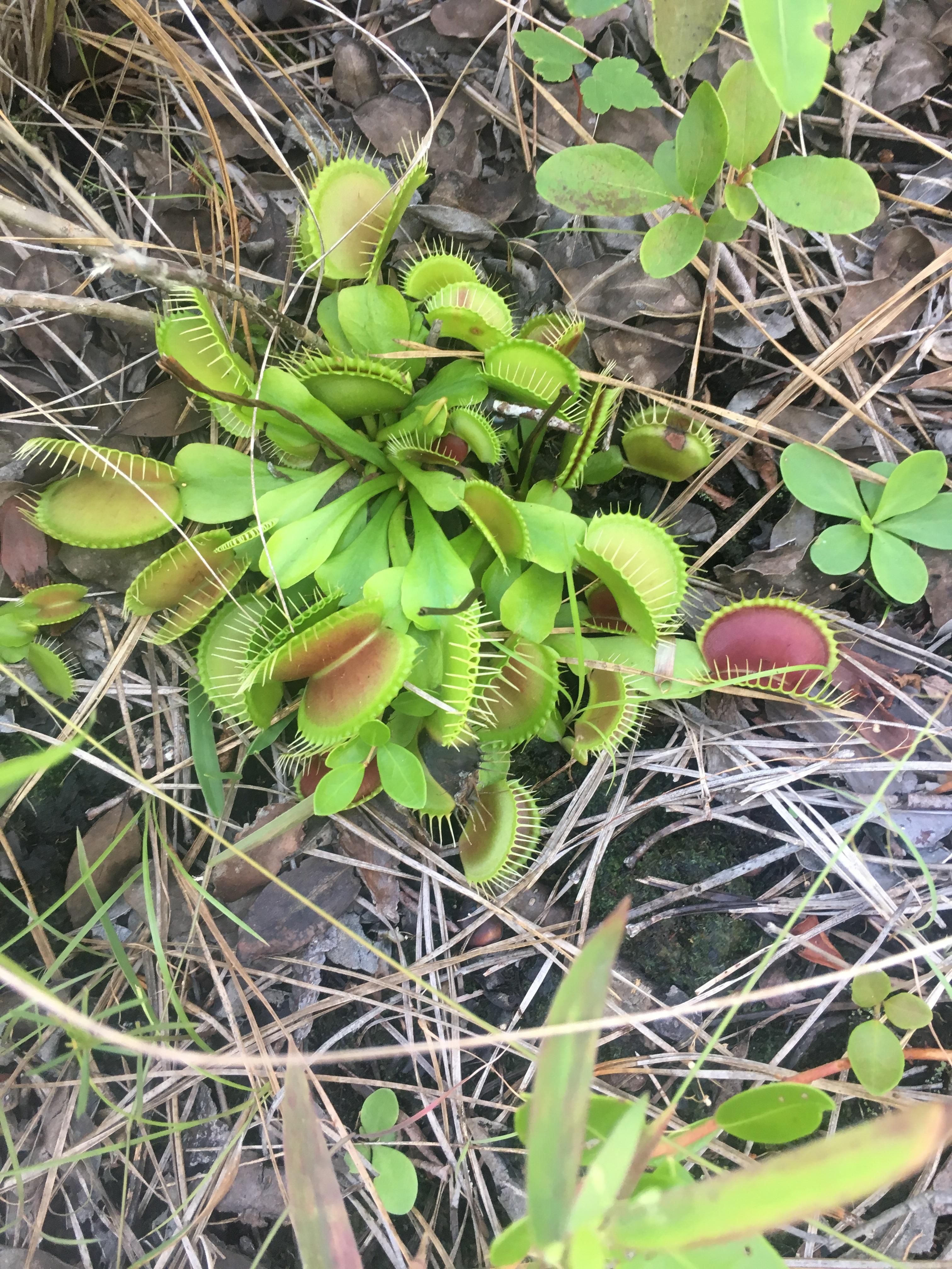 Here is a naturally growing Venus flytrap. They only occur naturally