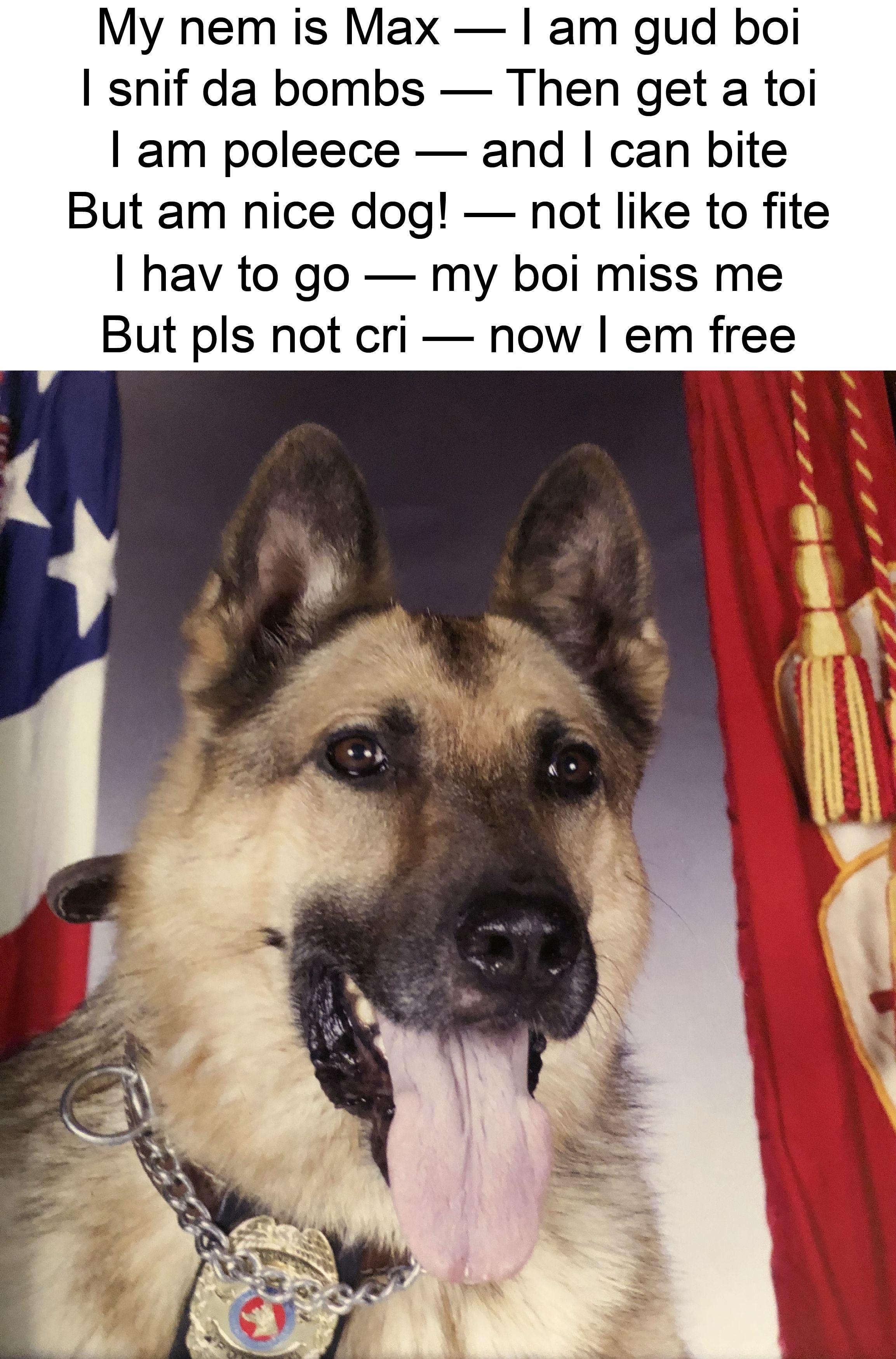 This is max the police dog, he retired and shortly after passed away