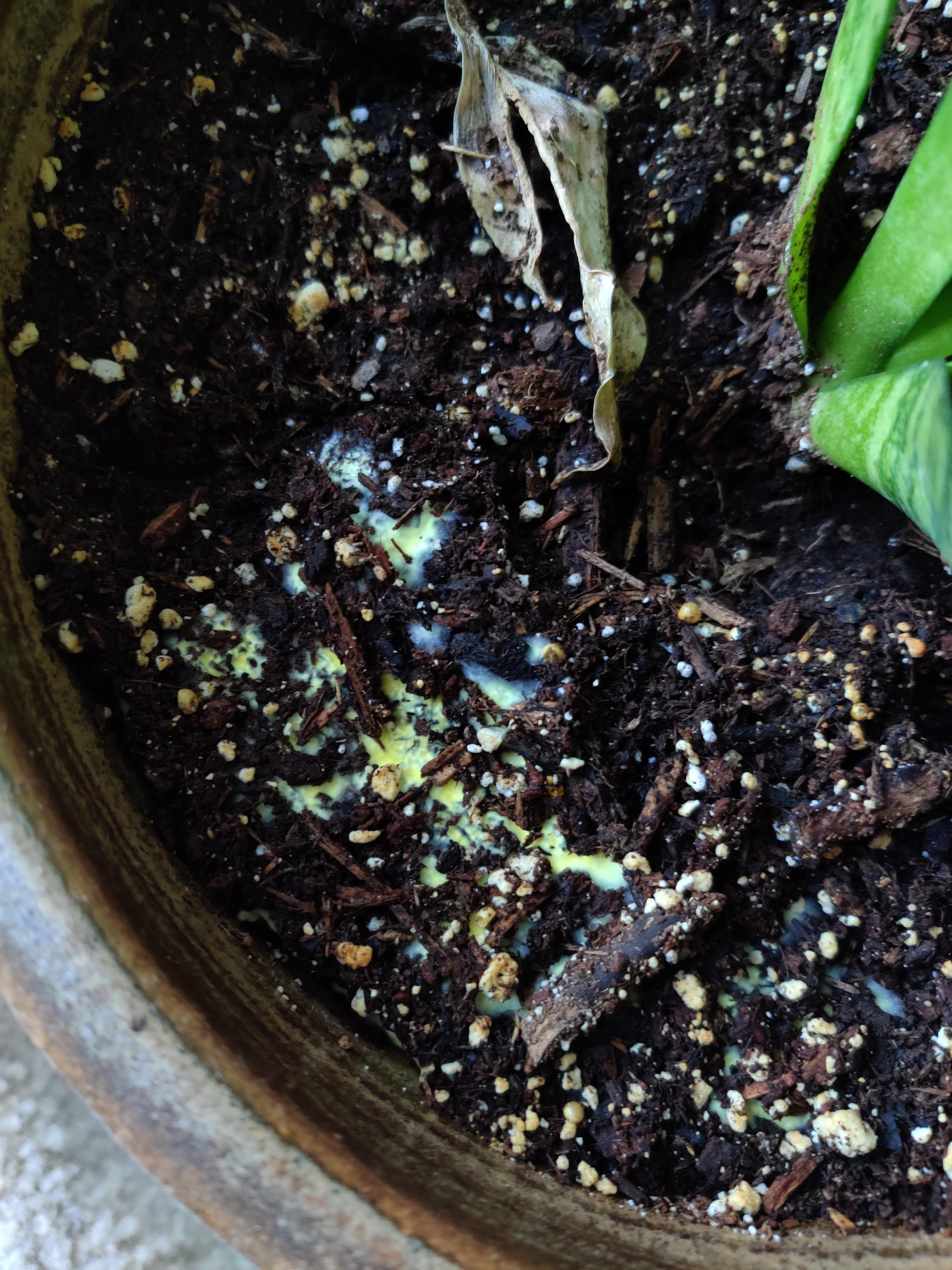 Yellow mold in snake plant? Can anyone tell me what this is? Plant