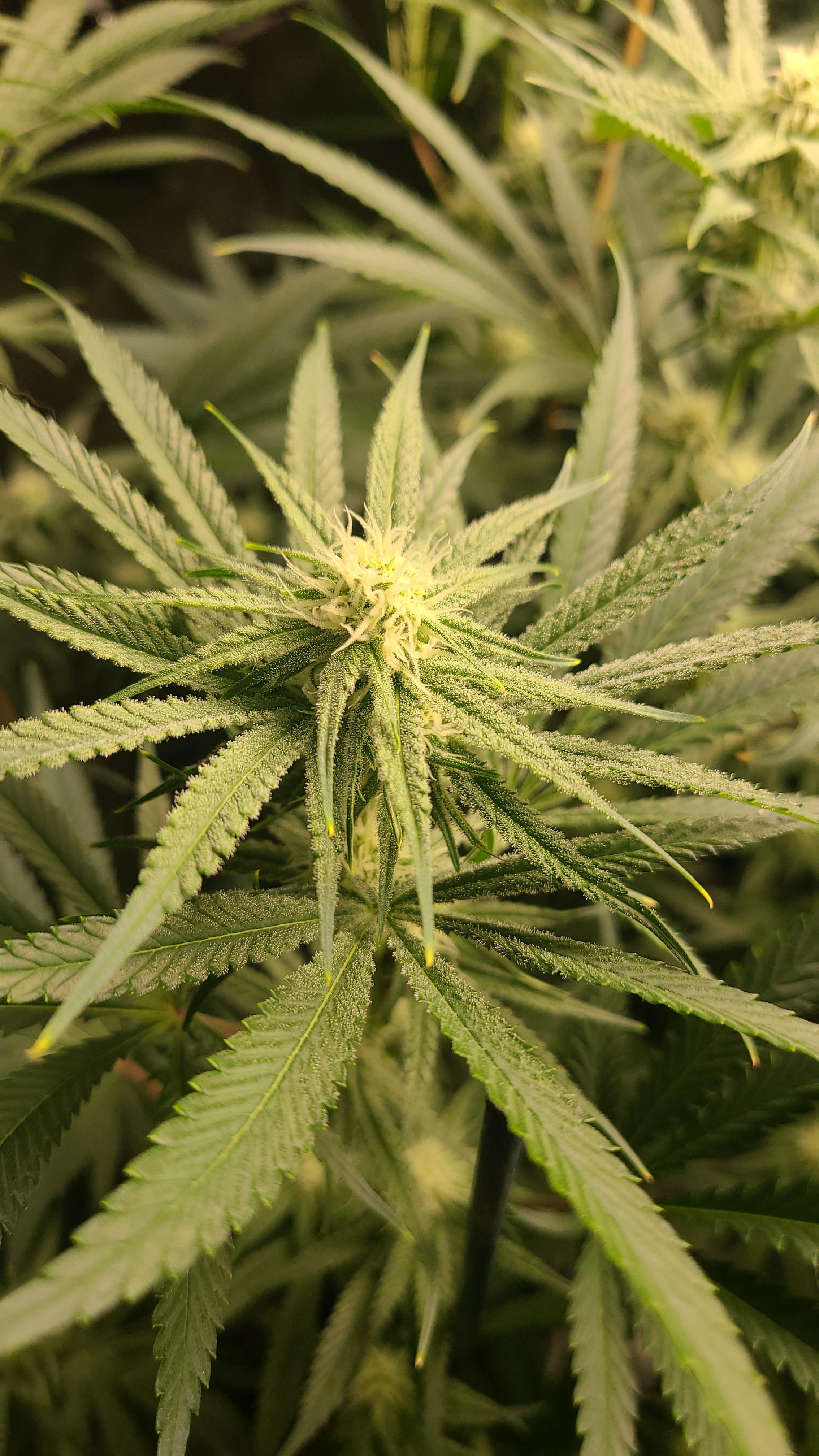 Purple Punch x Zombie Kush from Ripper Seeds Flowering day 21 🌞 r