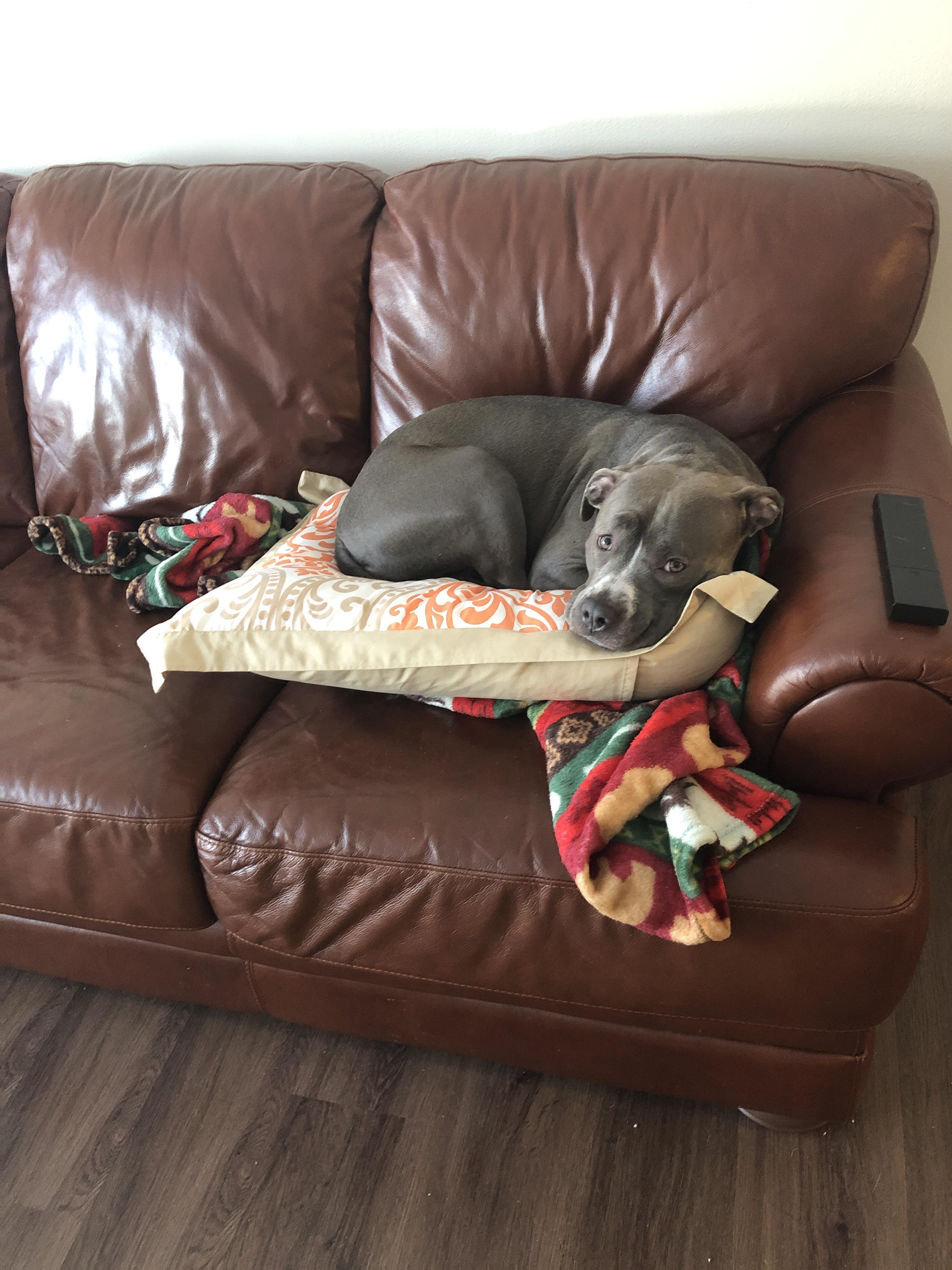Couch is not comfortable enough for this princess r/pitbulls