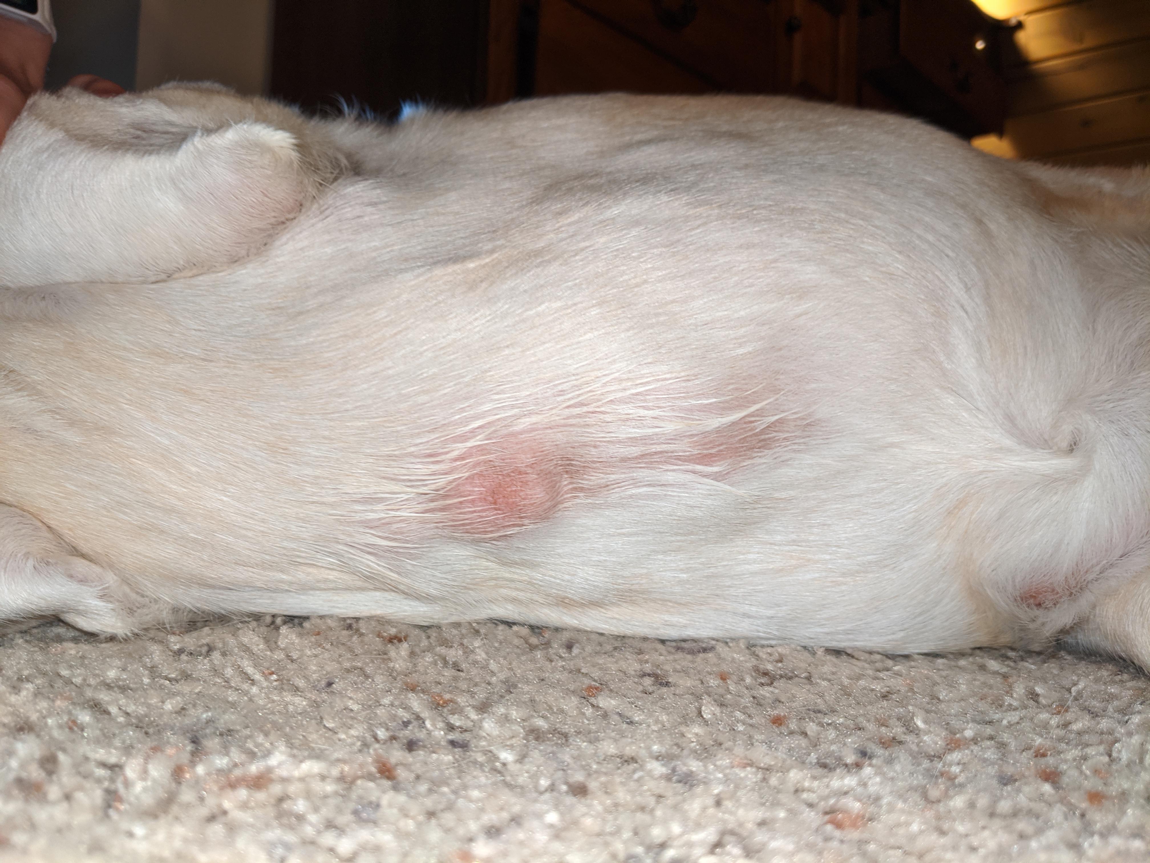 Sore spot on dogs tummy. I put a shirt over her to try to prevent any