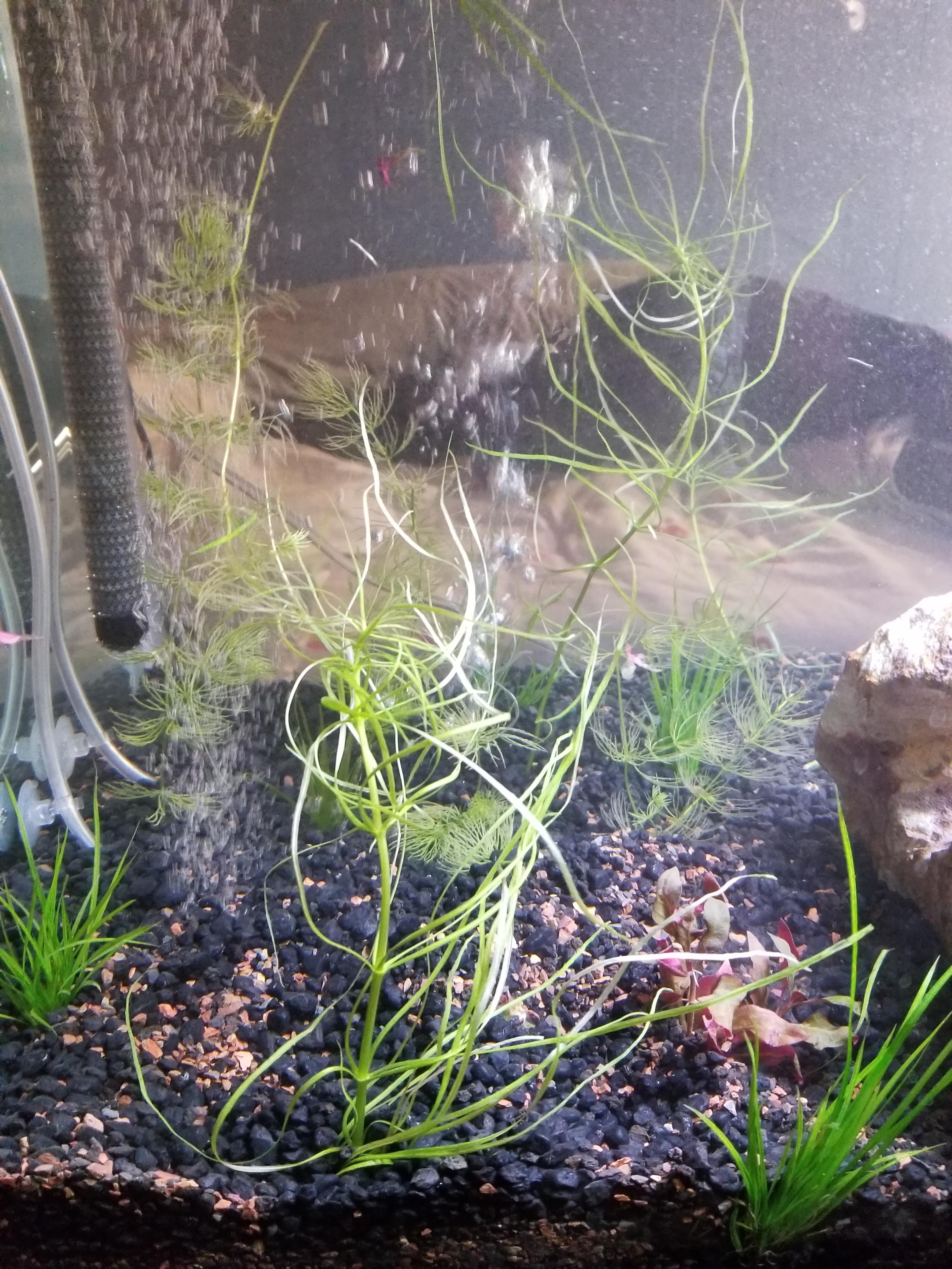 Plants are starting to turn white ish like they look like they are dieing why? r/Aquariums