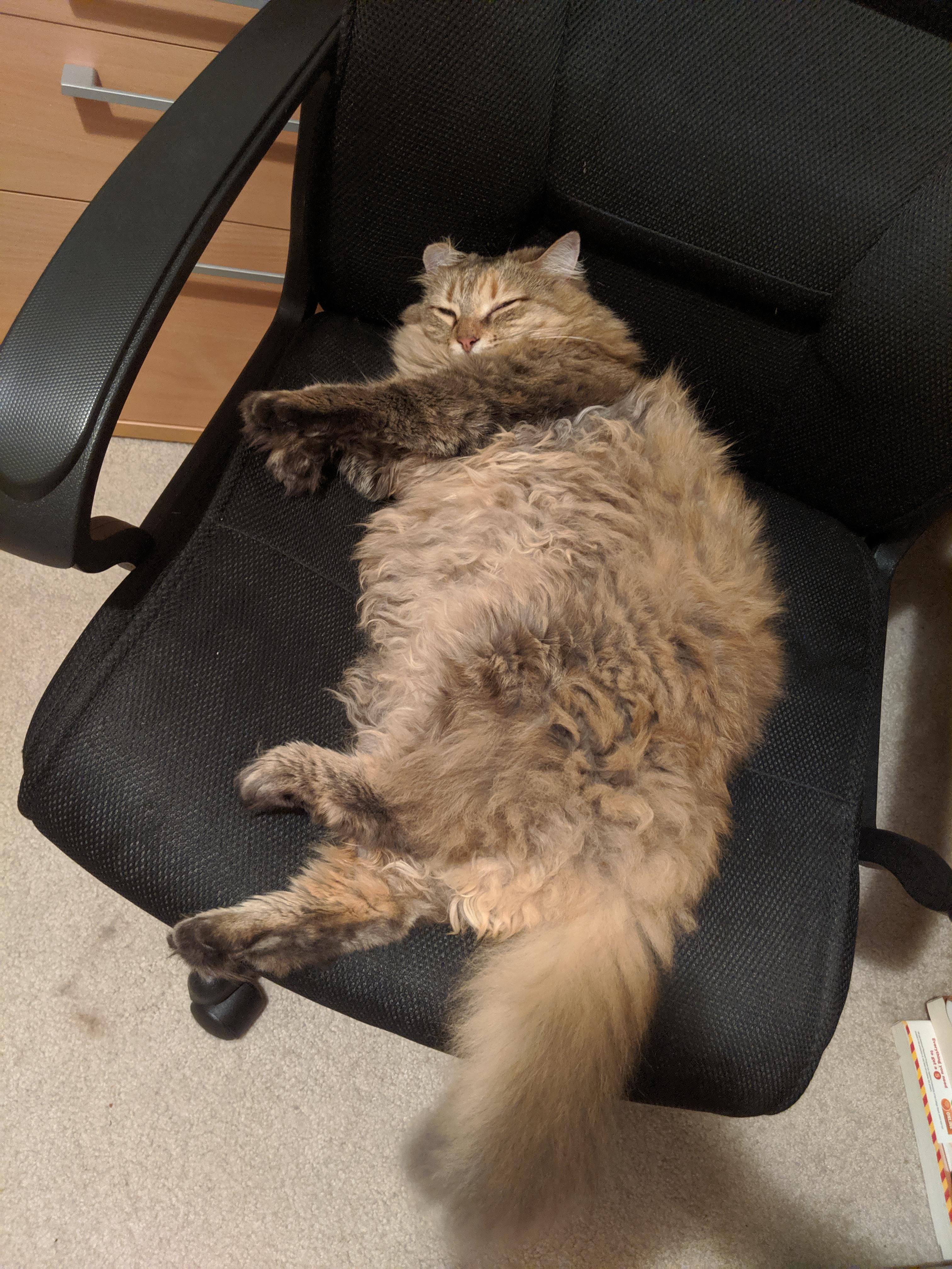 My cat likes to sit in my chair, and I can never bring myself to wake