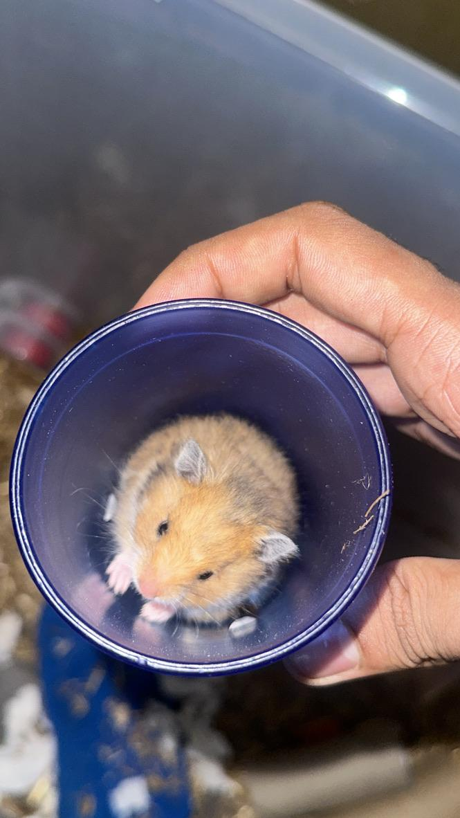 660 best r/hamster images on Pholder Meet my hamster