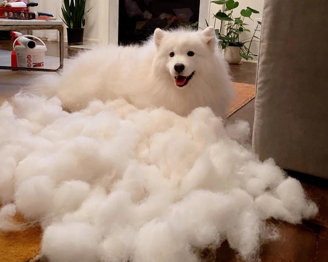 (OC) When I groom my dog that is shedding... r/aww